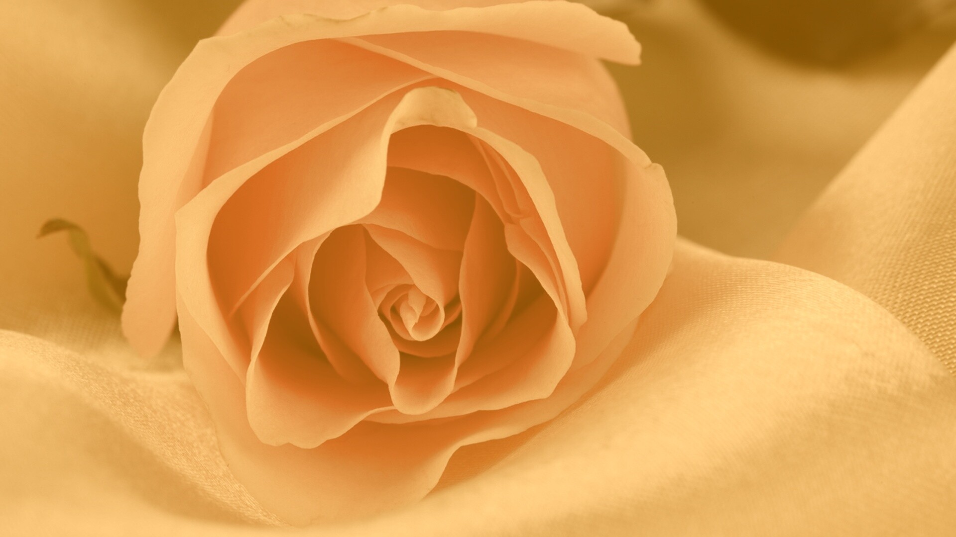 Нежная роза обои