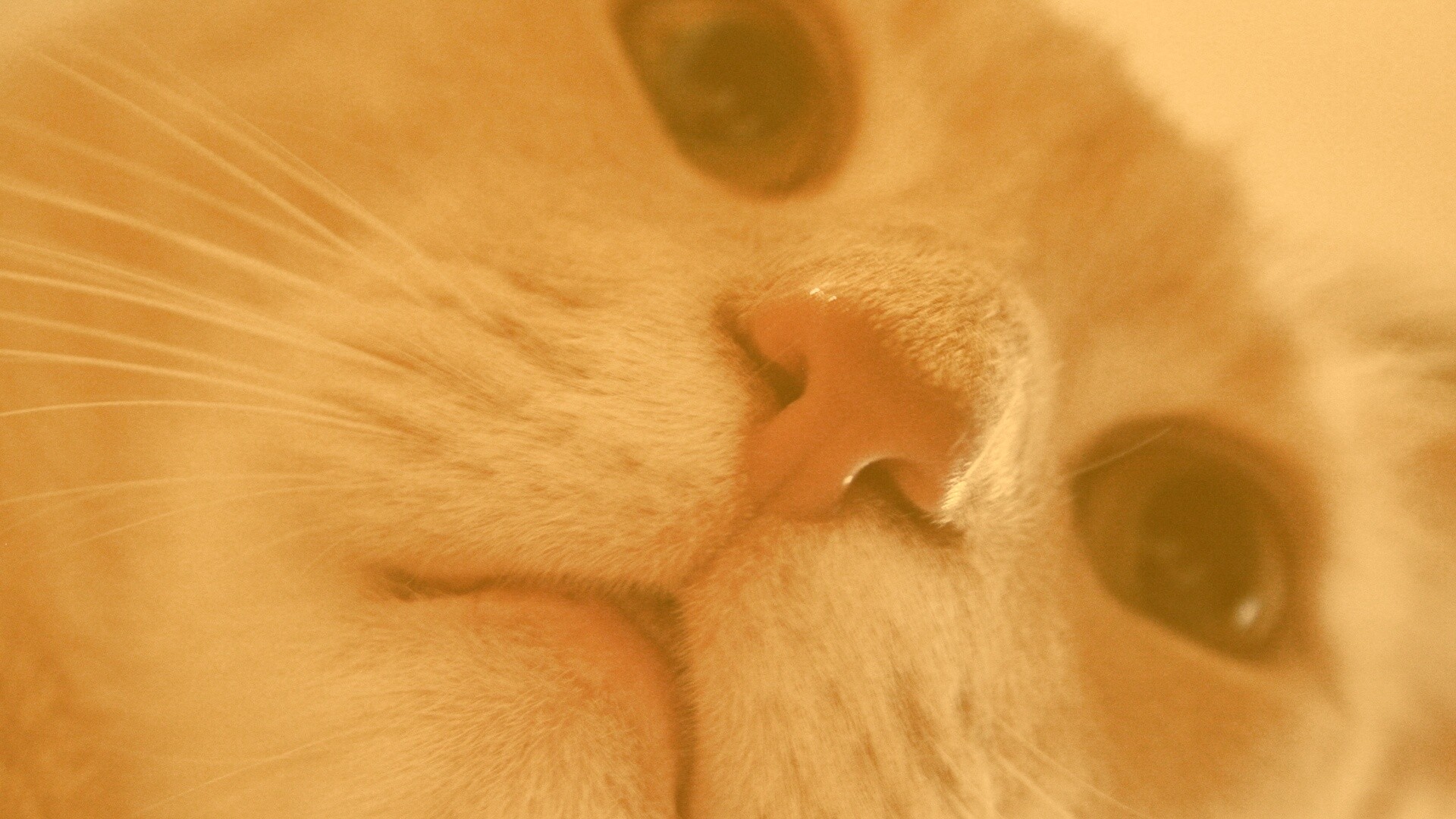 Носопырка обои