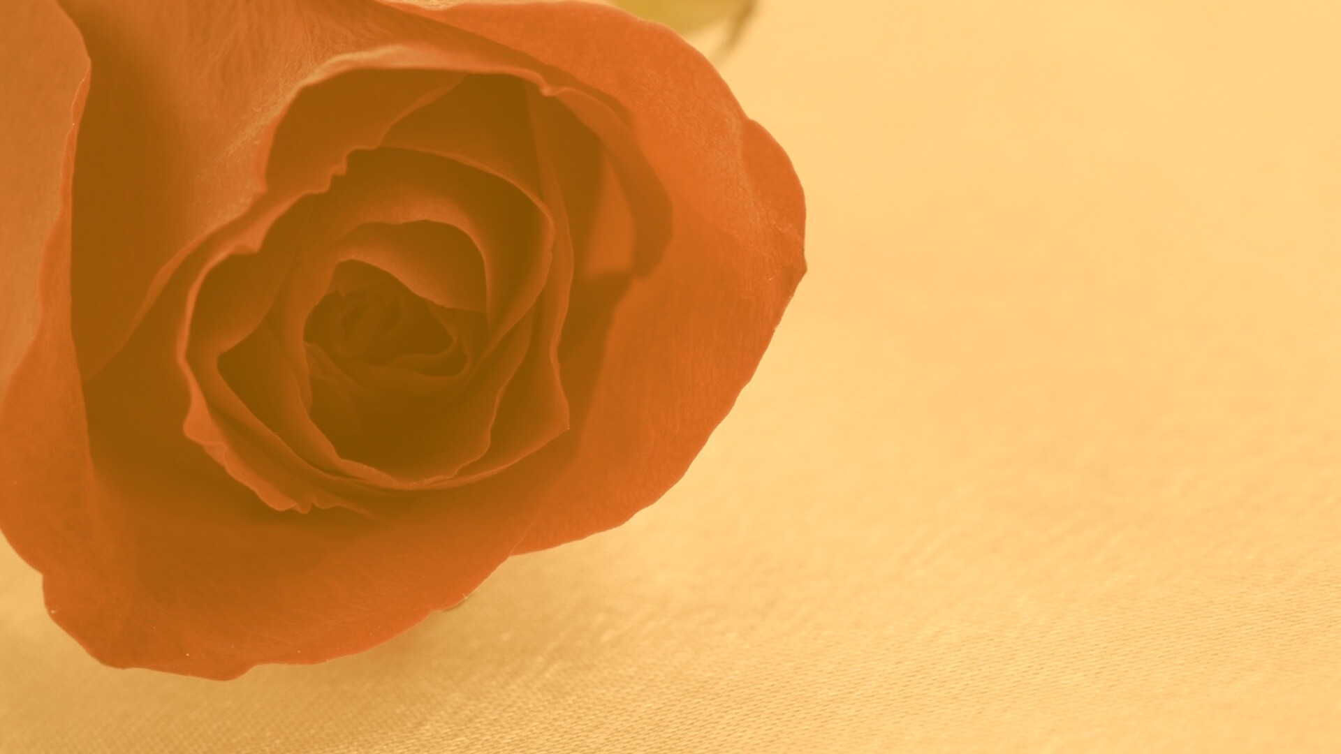 Красная роза обои