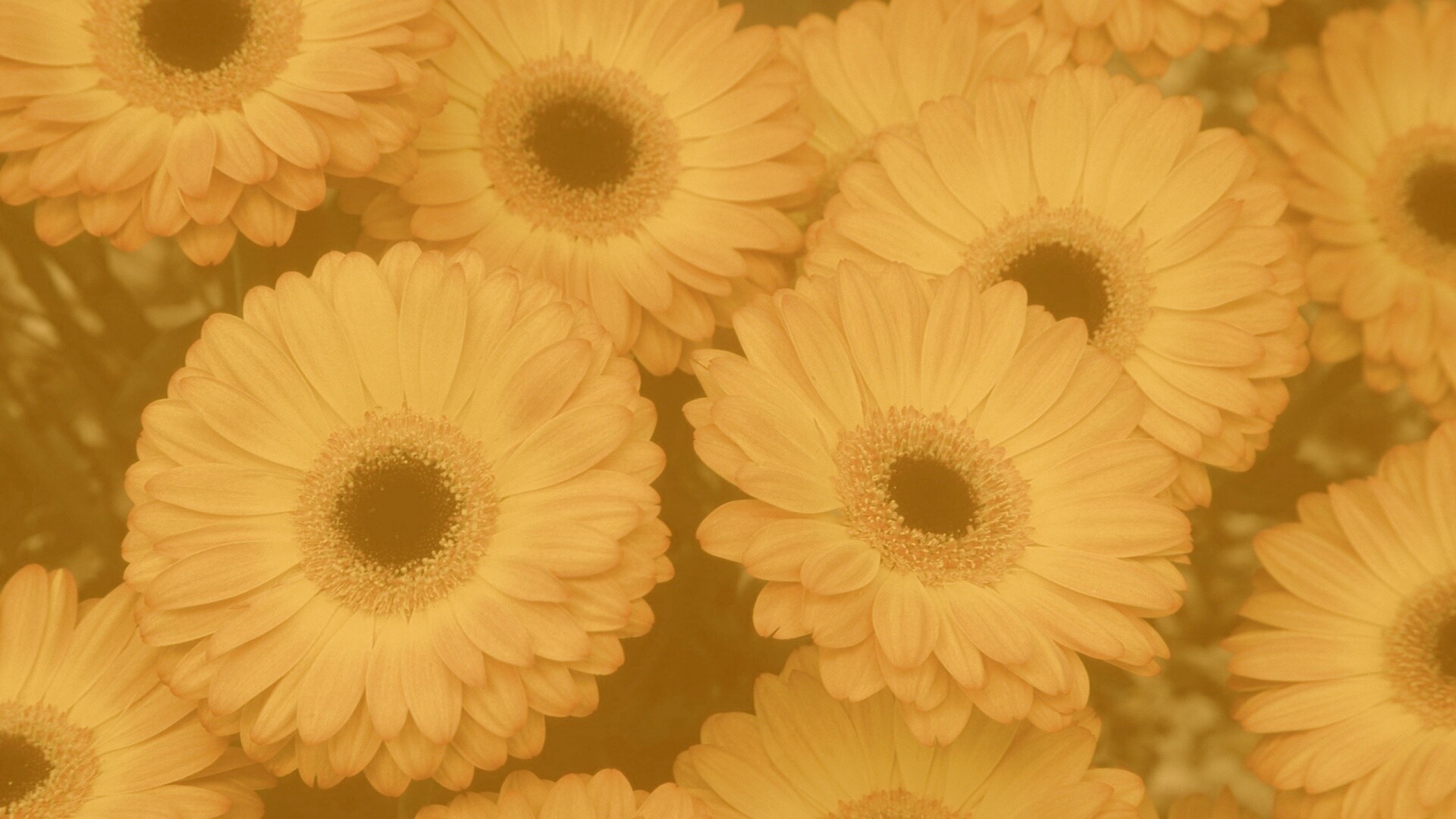 Желтые герберы обои