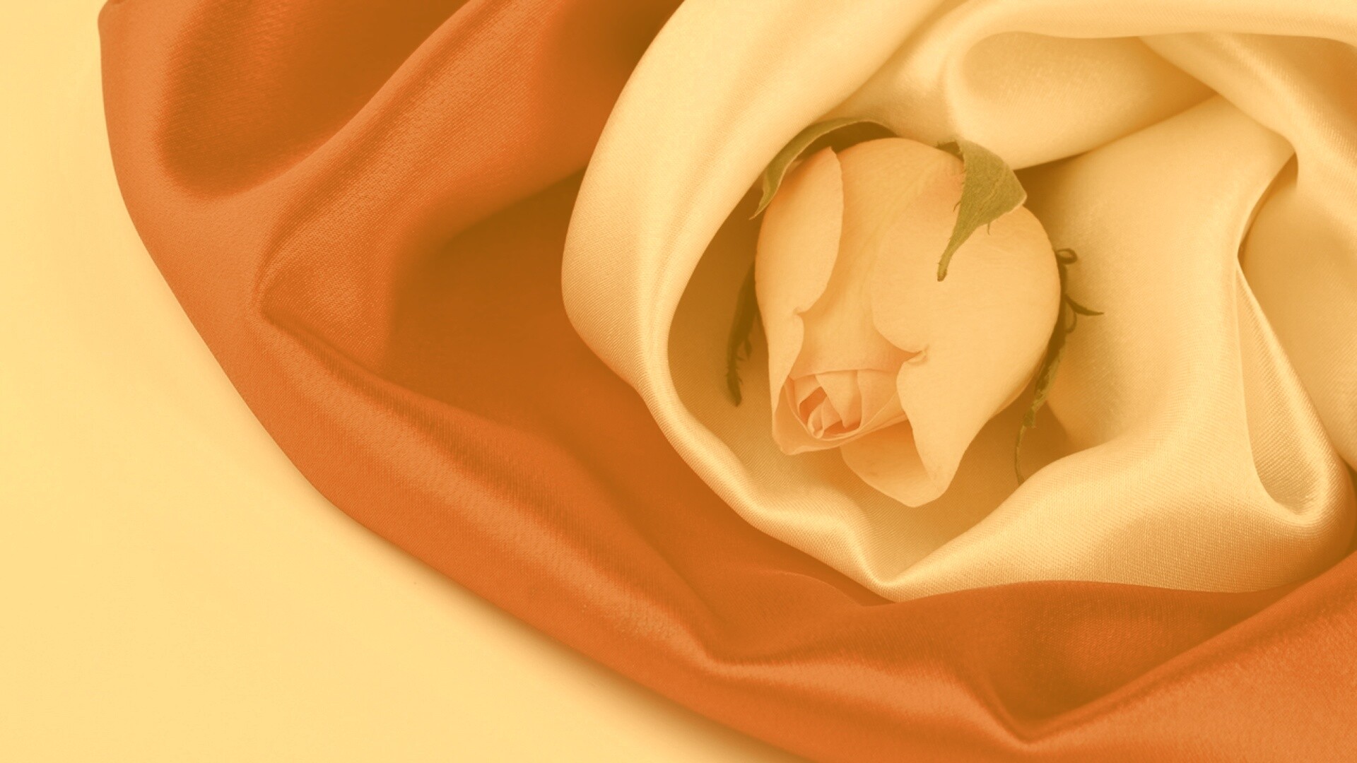 Нераспустившийся цветок розы в шелке обои