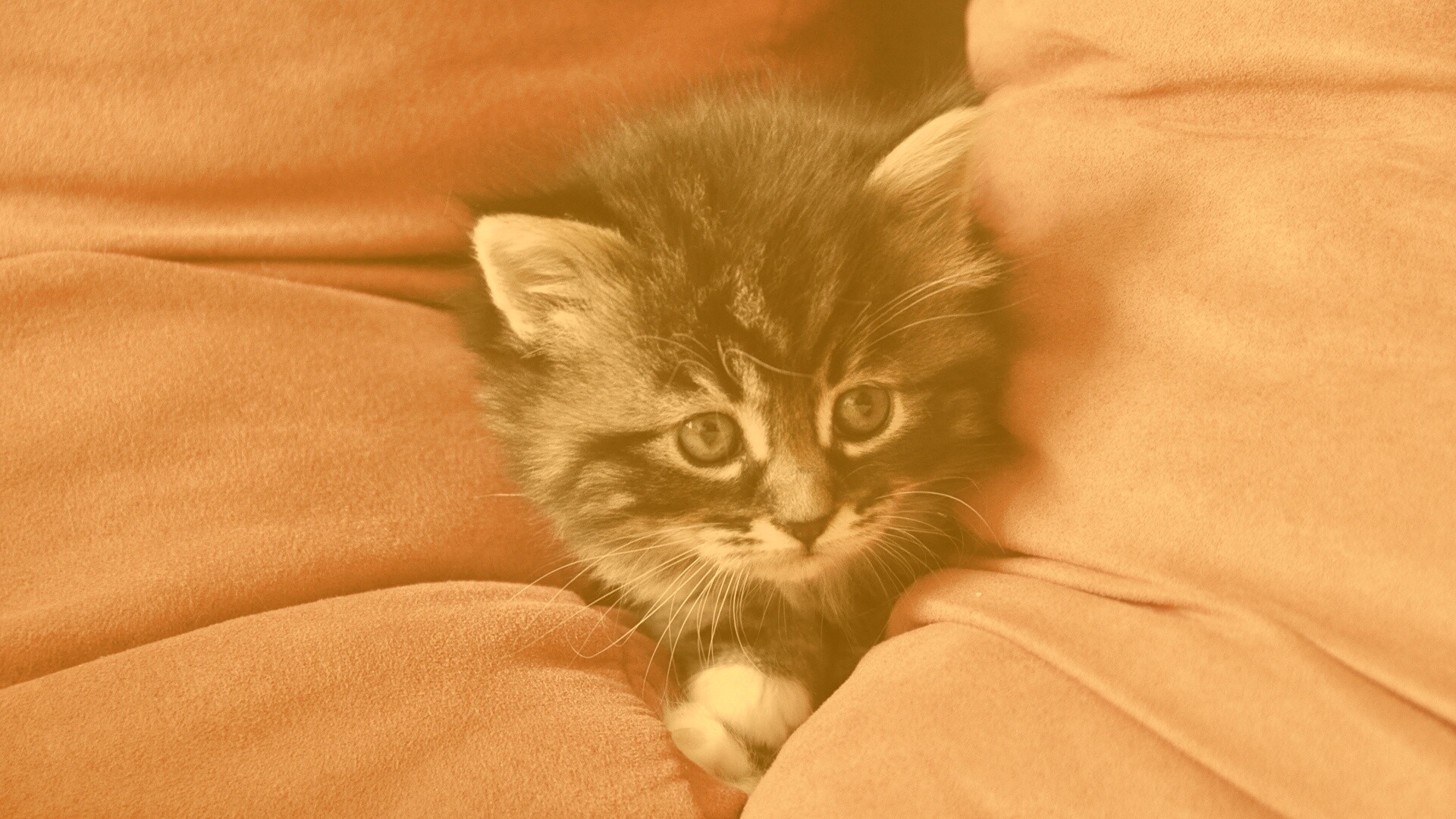 Котенок в подушках обои