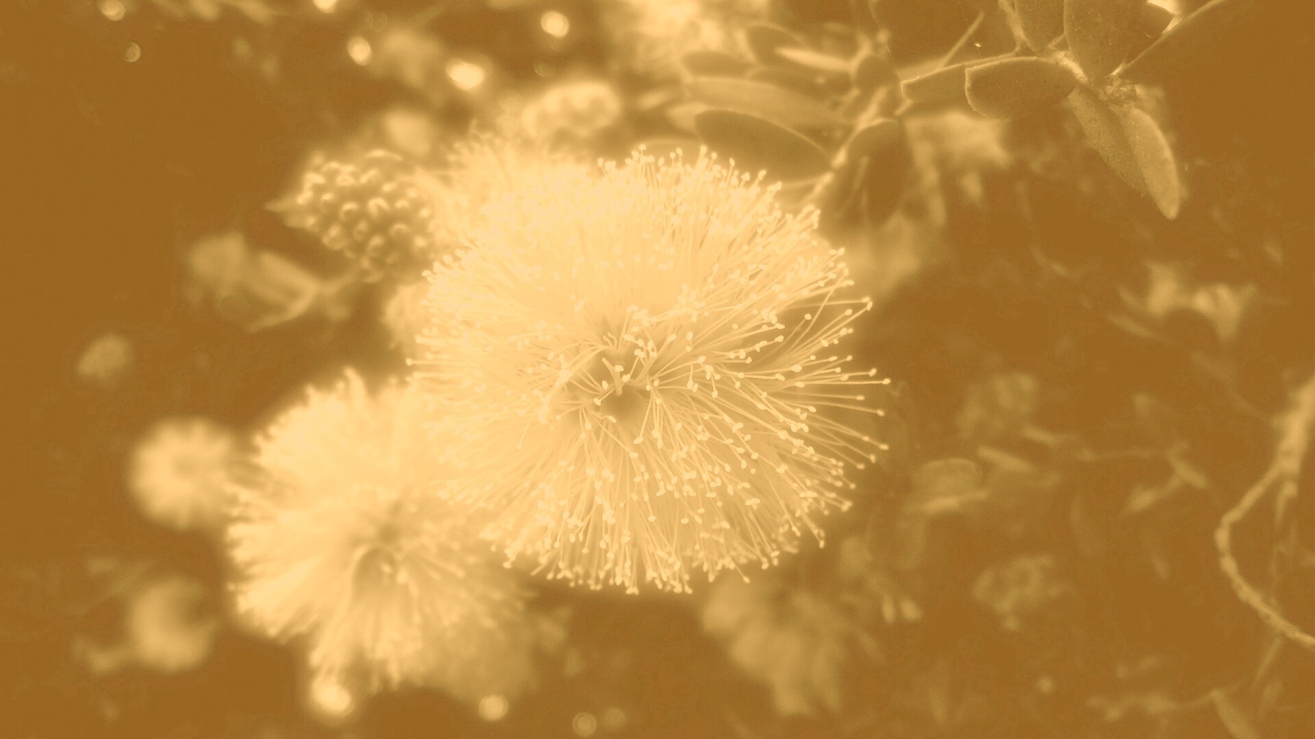 Сказочный цветок обои