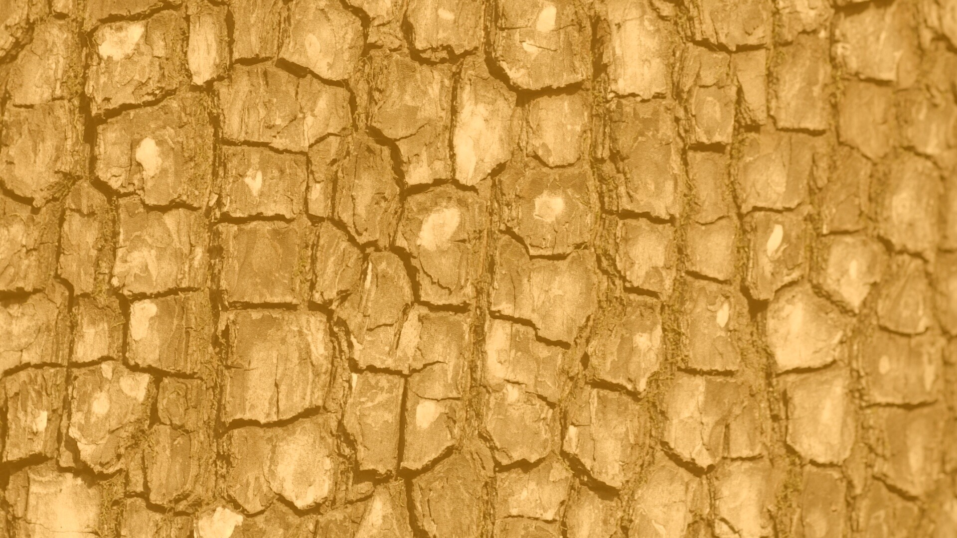 Кора дерева обои