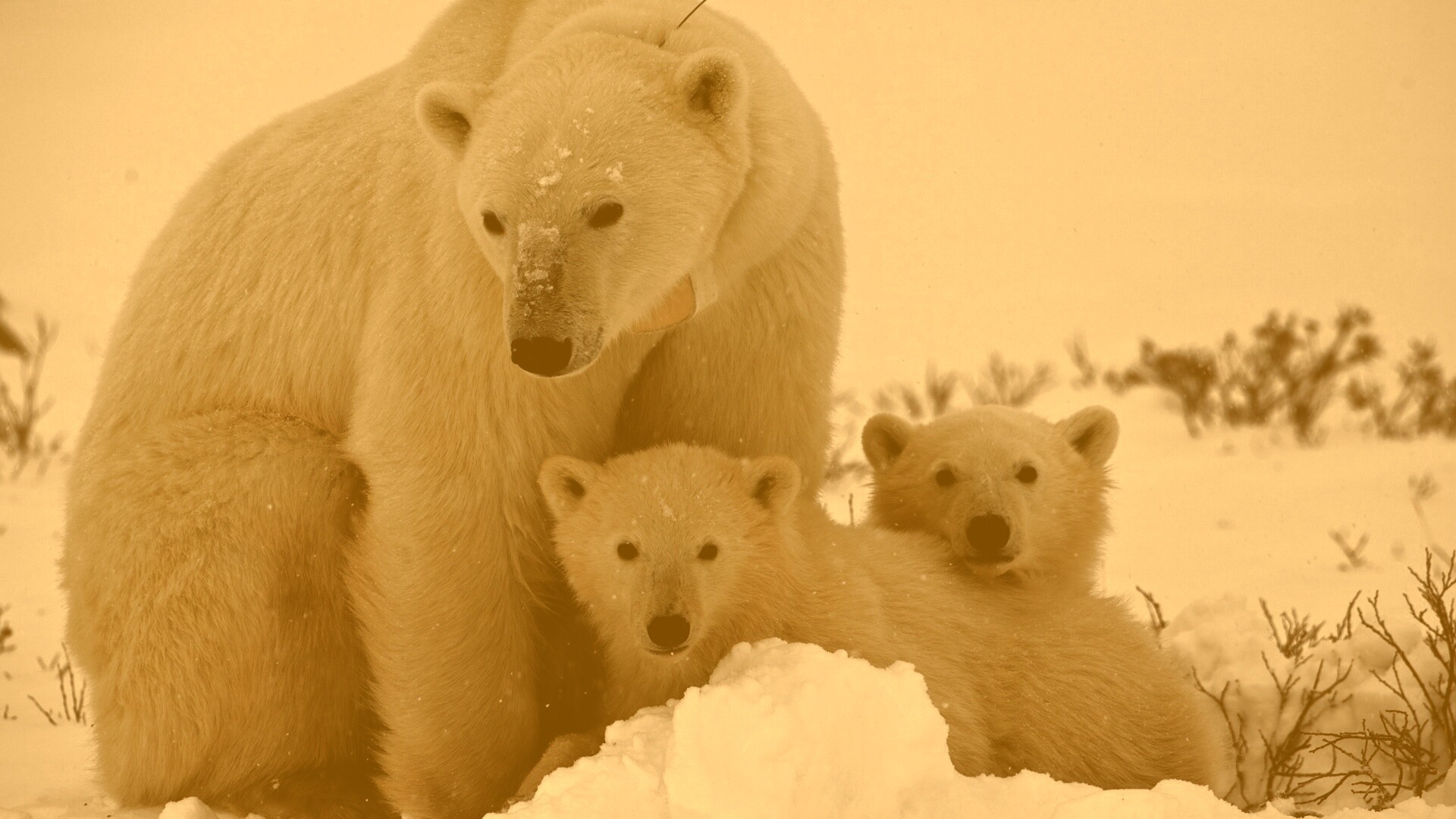 Белые медведи обои