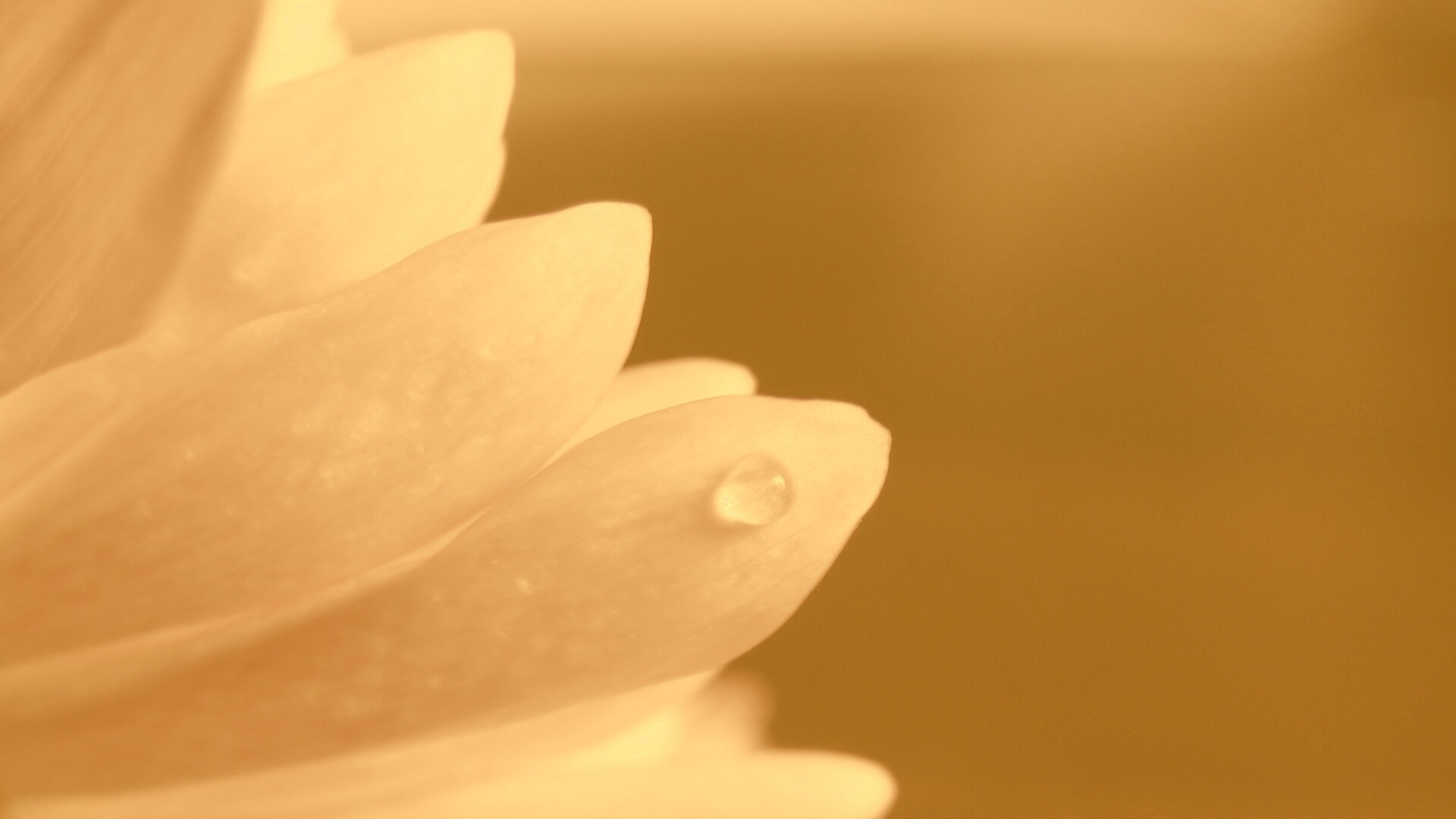 Капля на лепестке обои