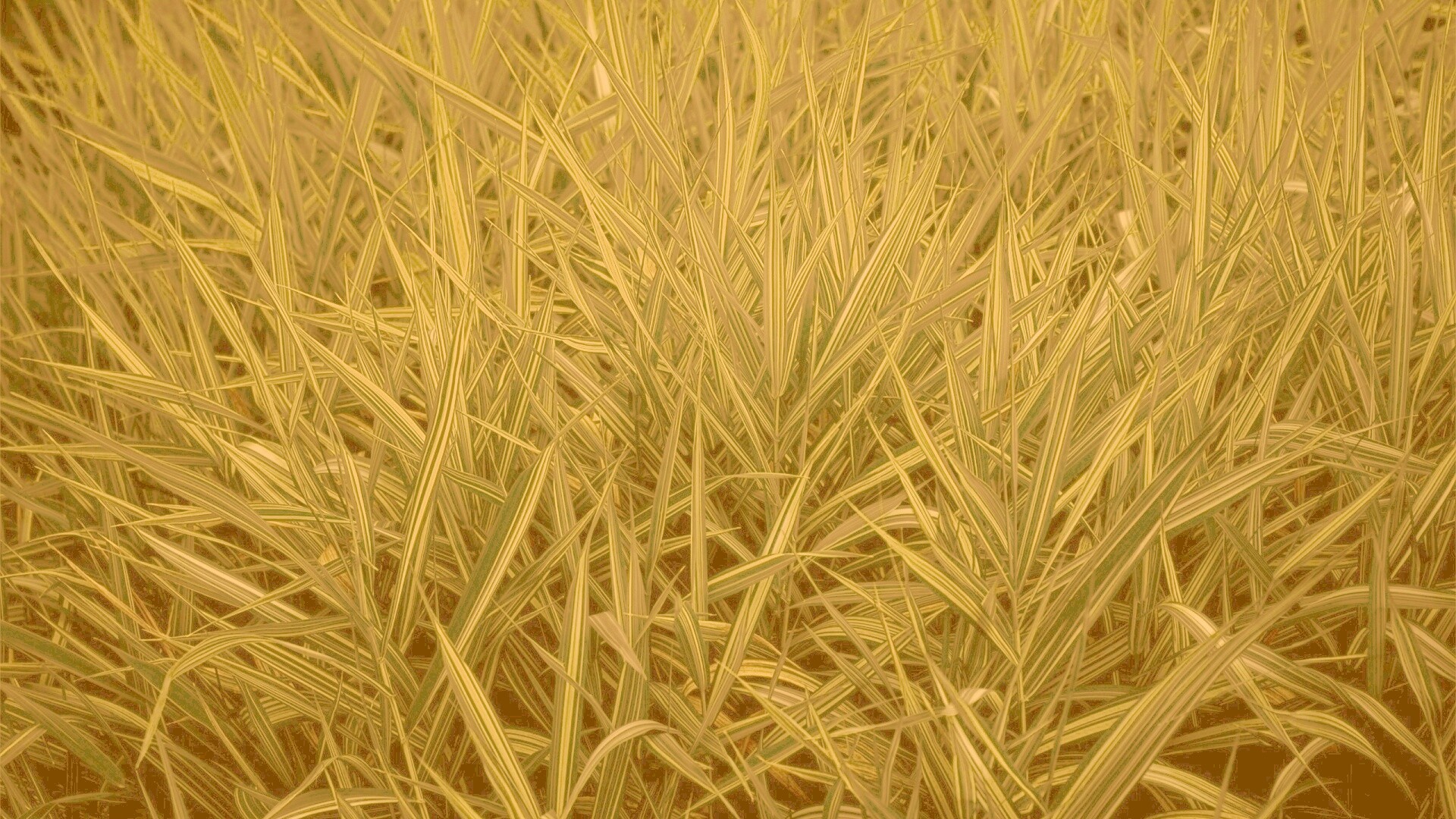 Дикая трава обои