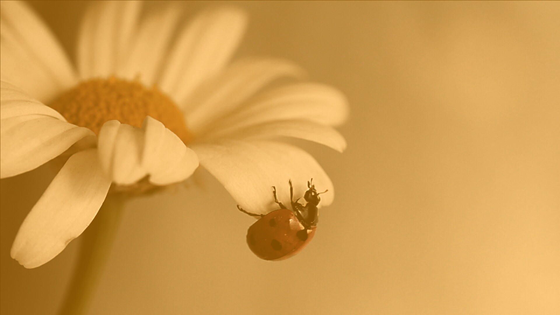 В гости к ромашке обои