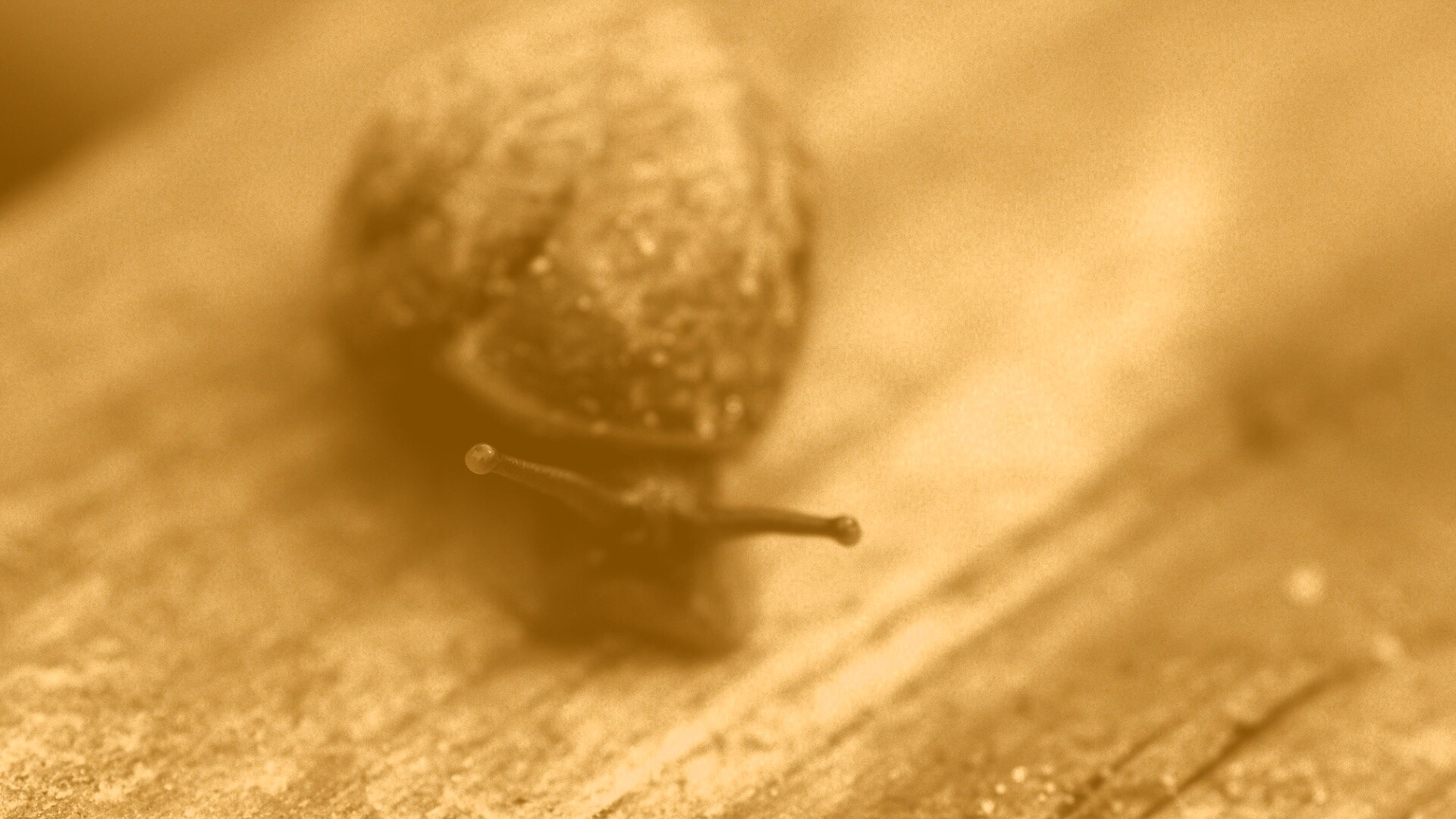 Улитка на ветке обои