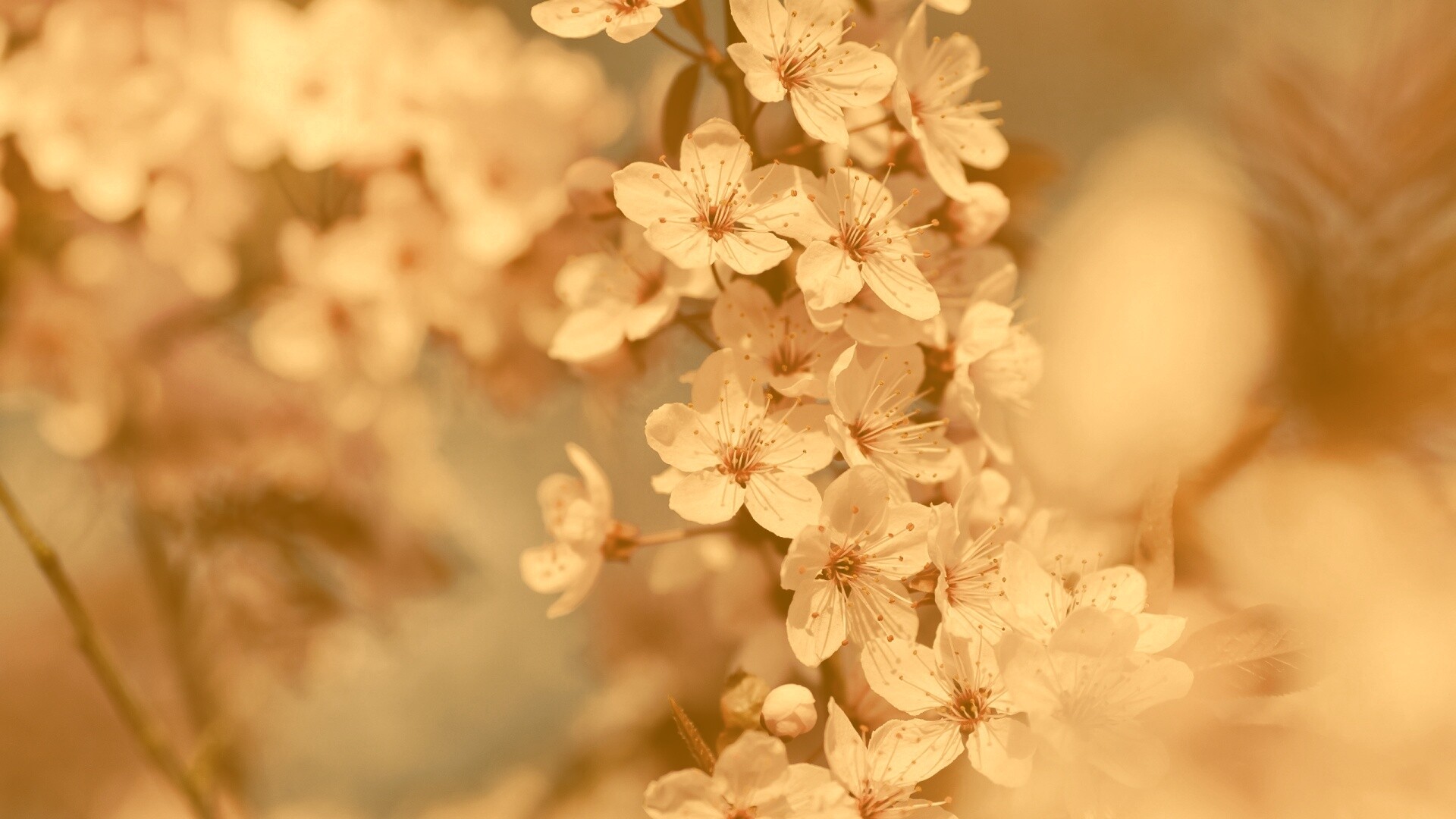 Цветение вишни обои