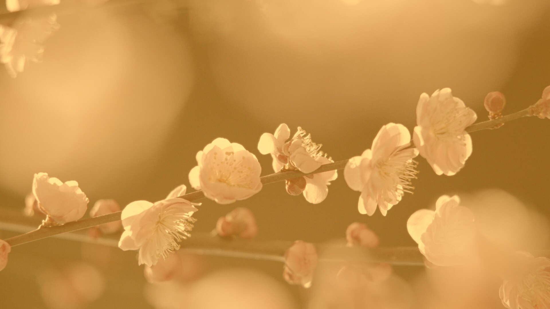 Цветущая вишня обои