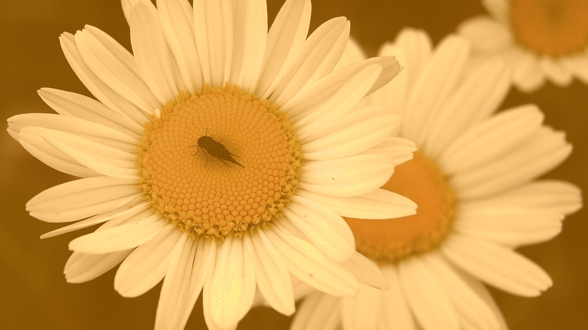 Ромашки обои