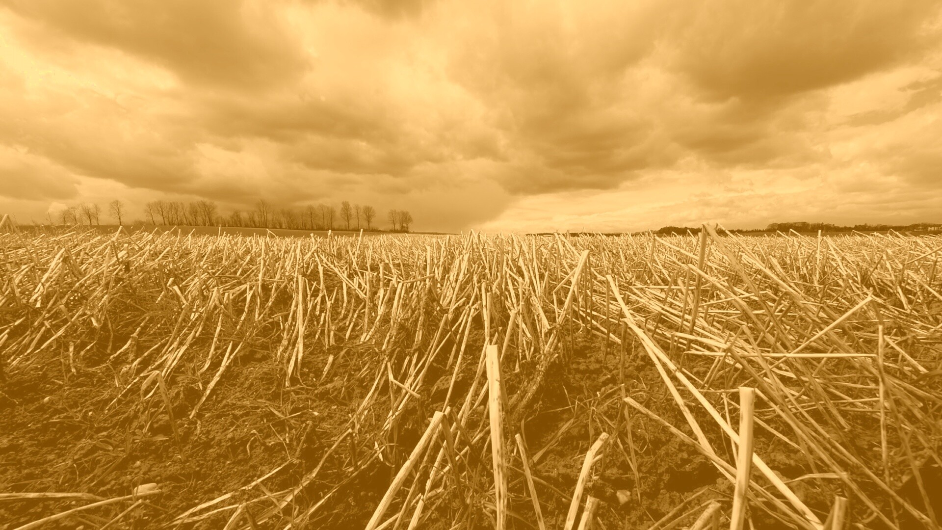 Убранное поле обои