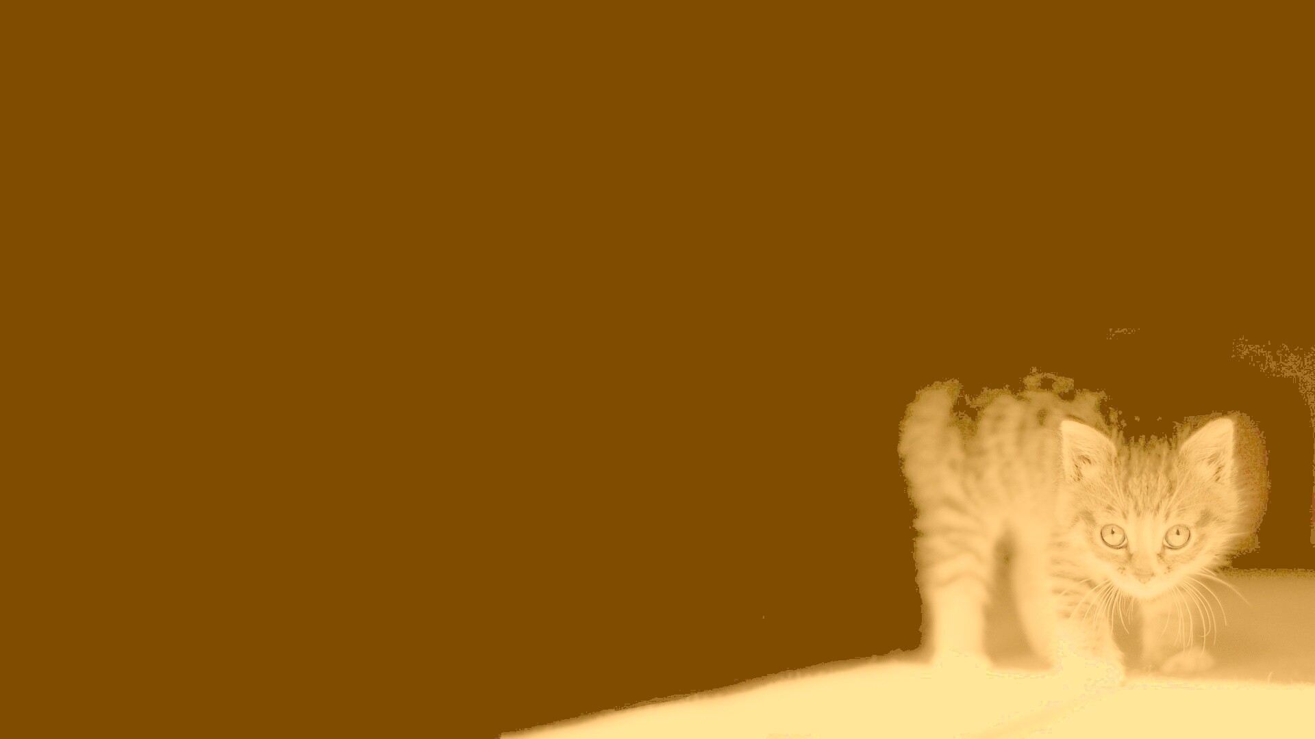 Котёнок обои