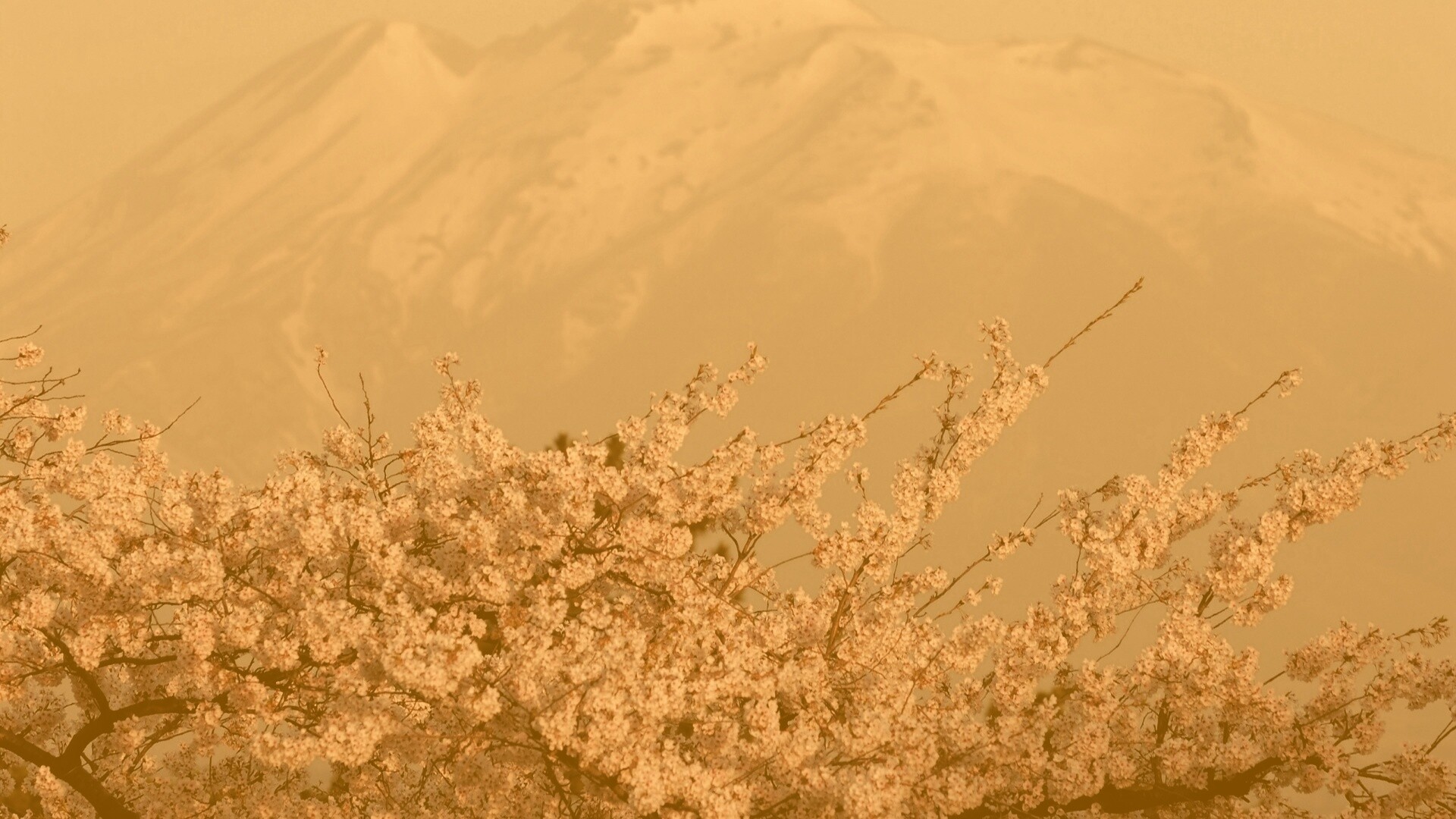 Цветение вишни в горах обои