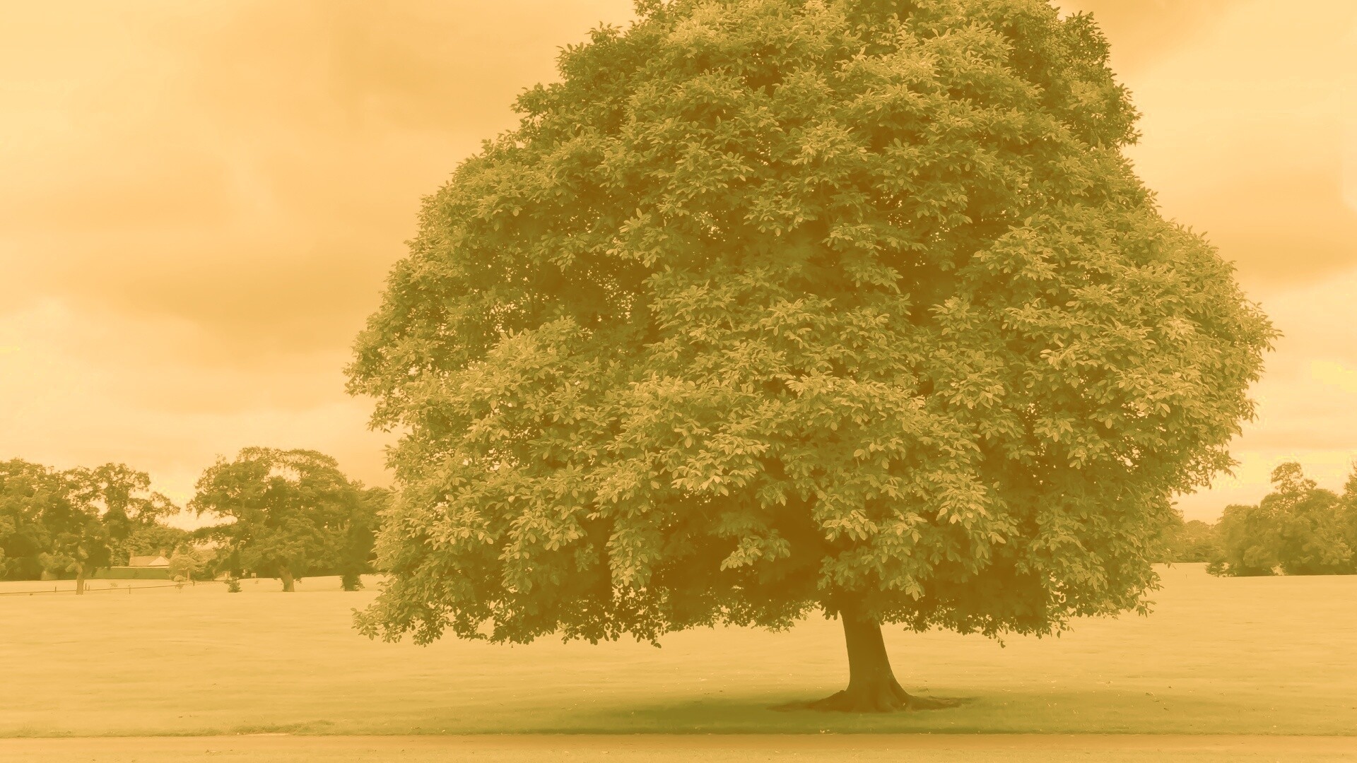 Зеленое ирландское дерево обои