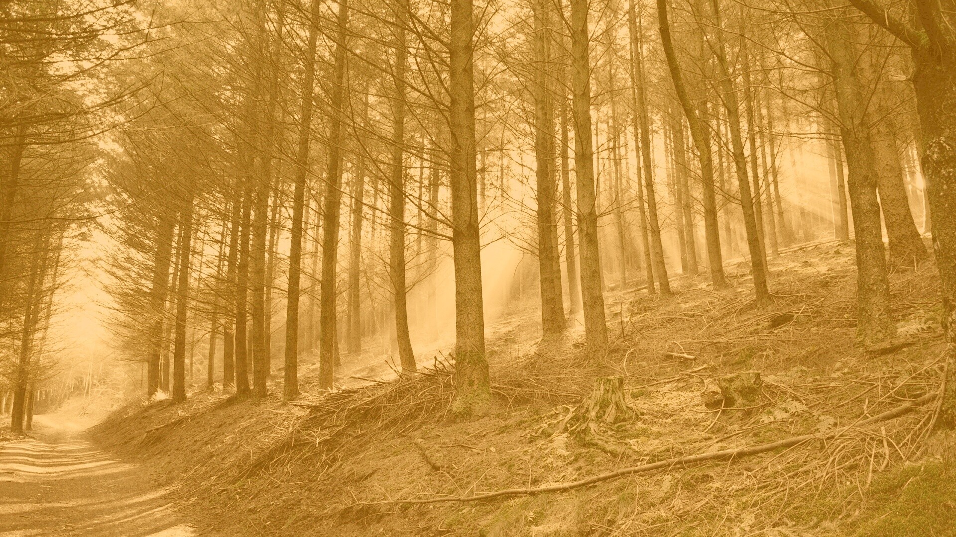 Лесная дорога обои