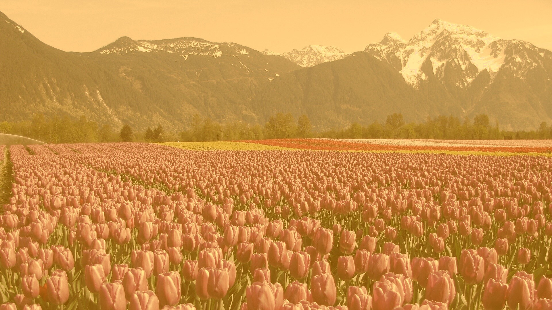 Поле тюльпанов обои