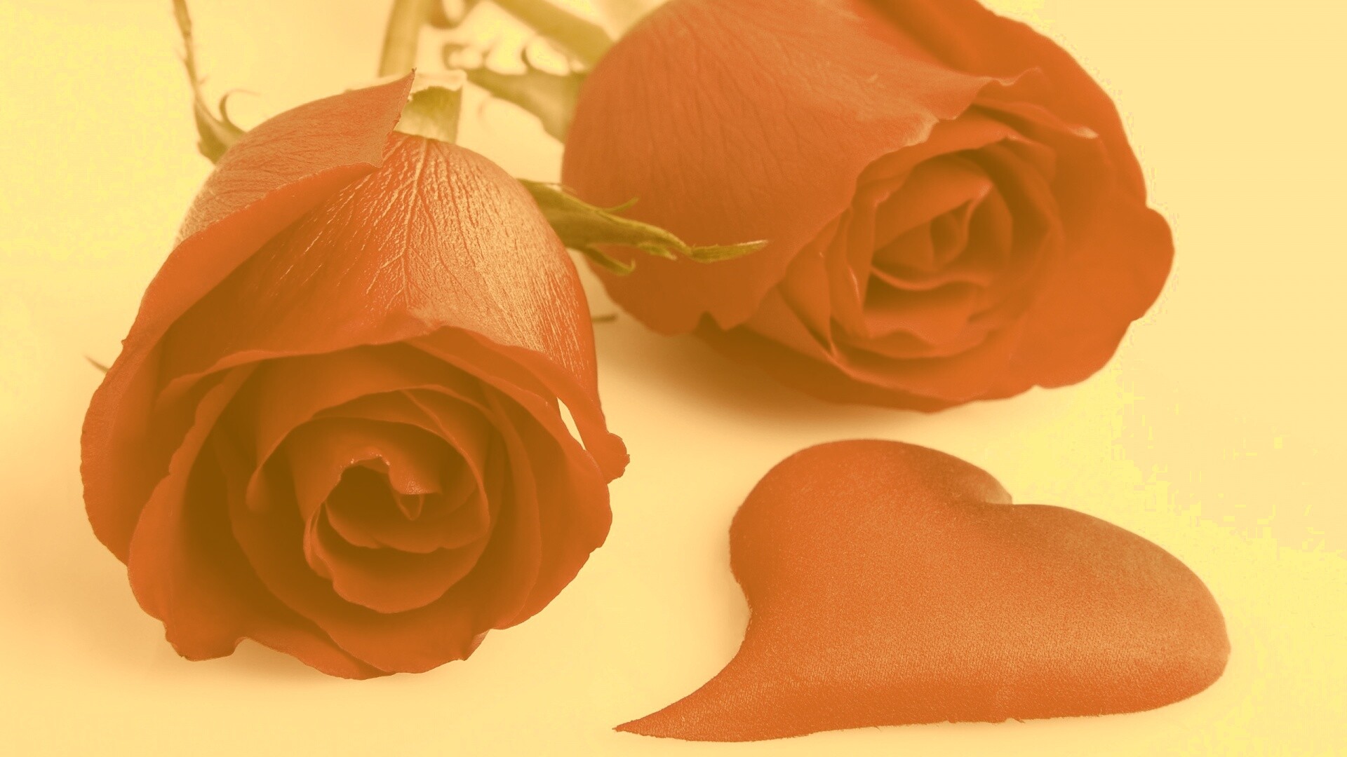 Две красные розы обои