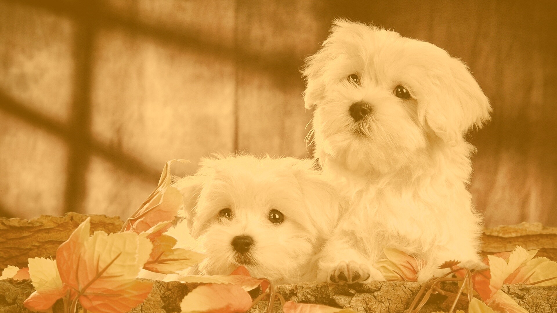 Два белых и пушистых пёсика  обои