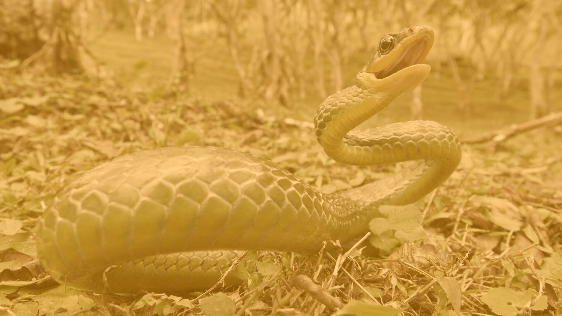 Зелёная змея обои