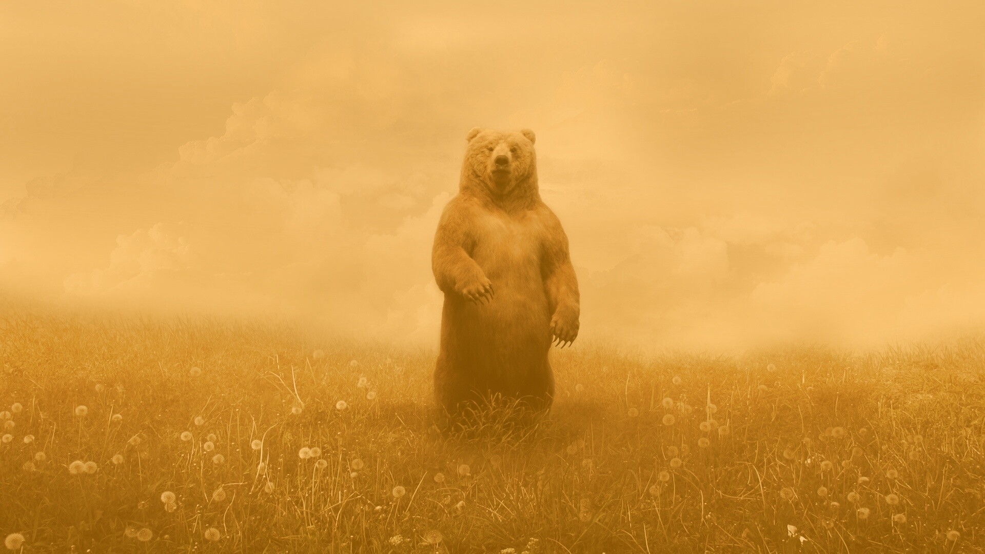 Медведь в одуванчиковом поле обои