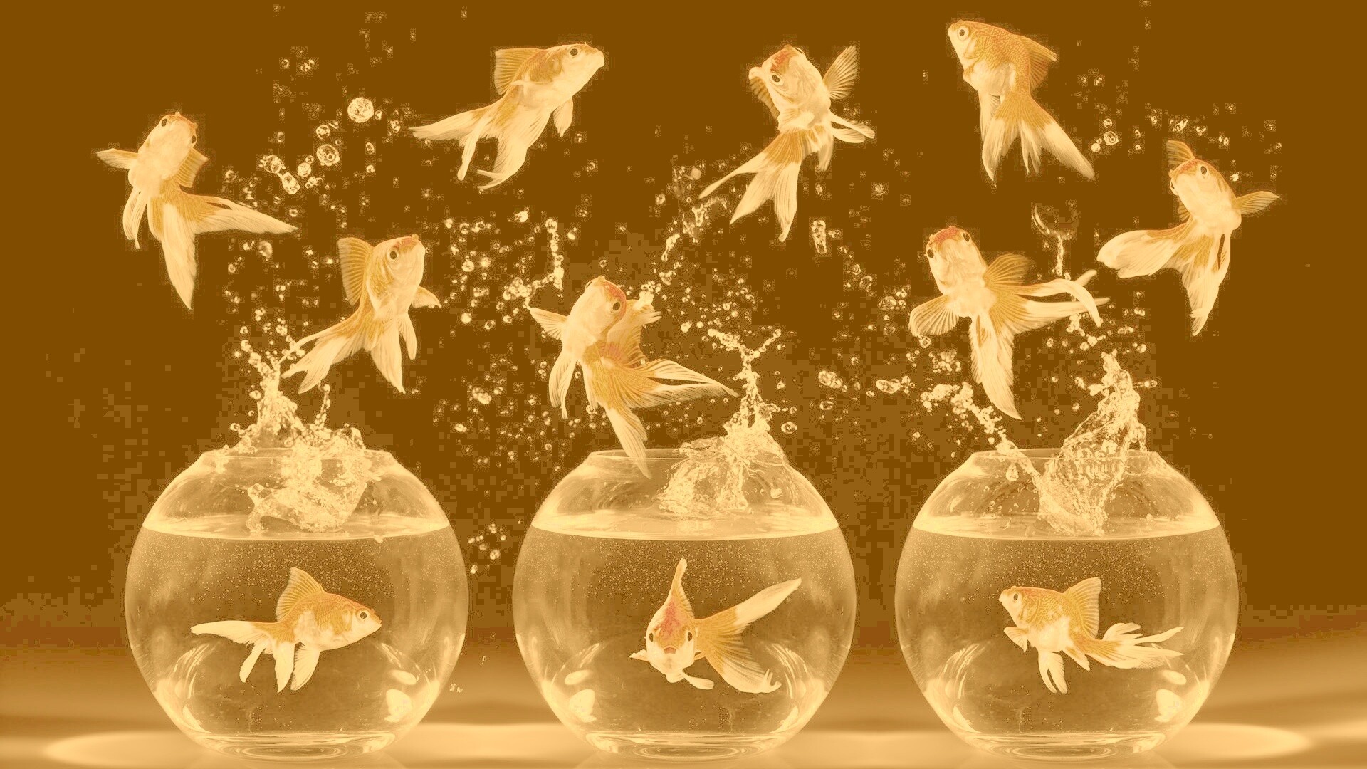 Аквариумы жонглируют рыбами обои