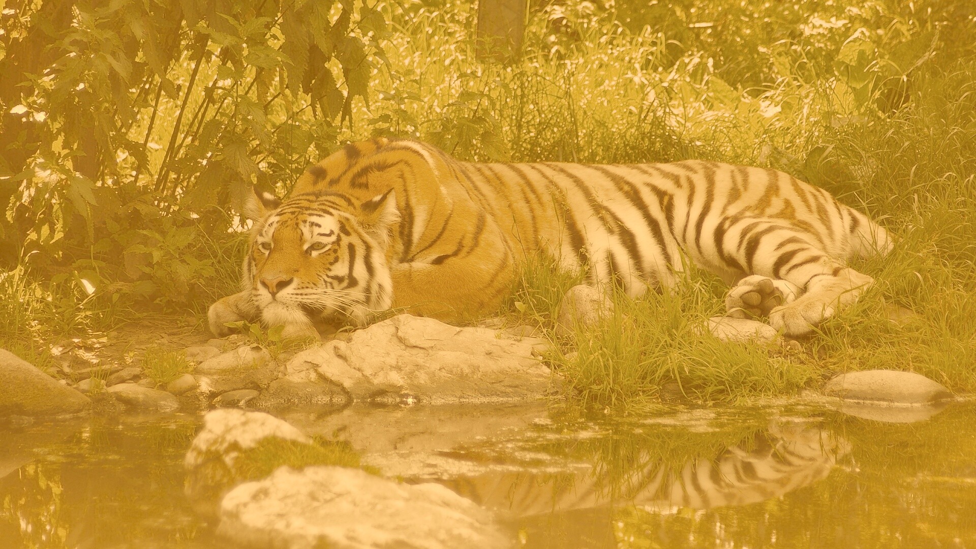 Тигр отдыхает обои