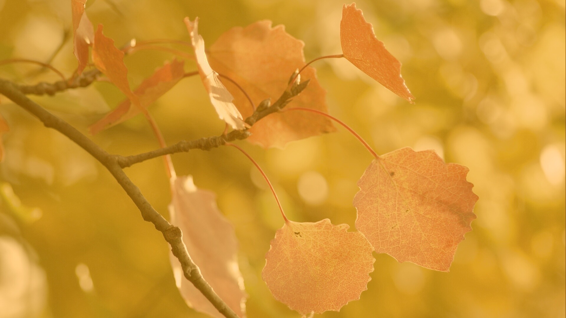 Красные листья обои