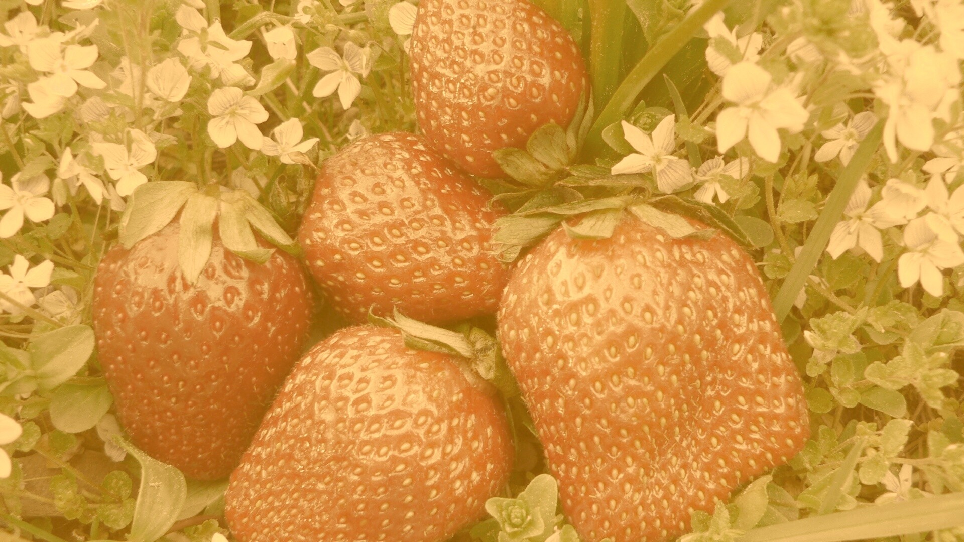 Клубника обои