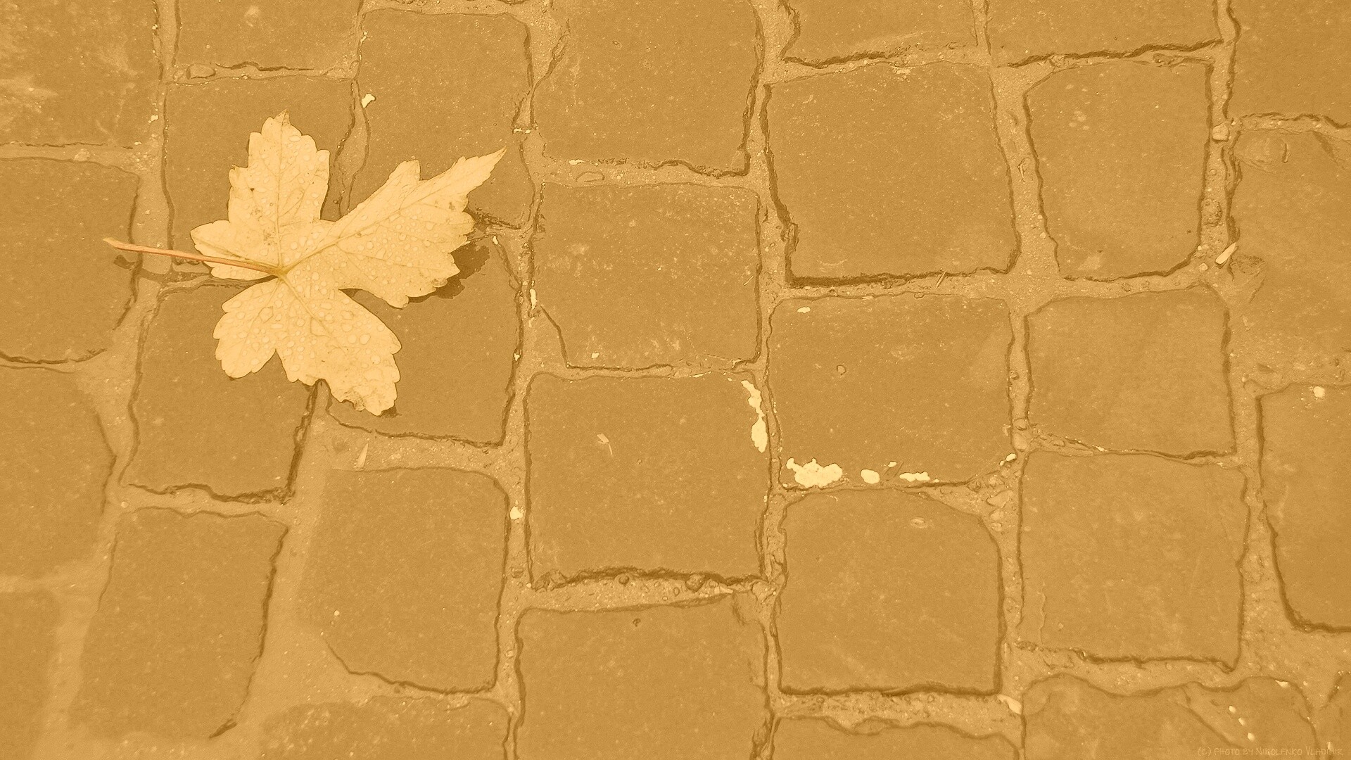 Упавший лист на мостовой обои