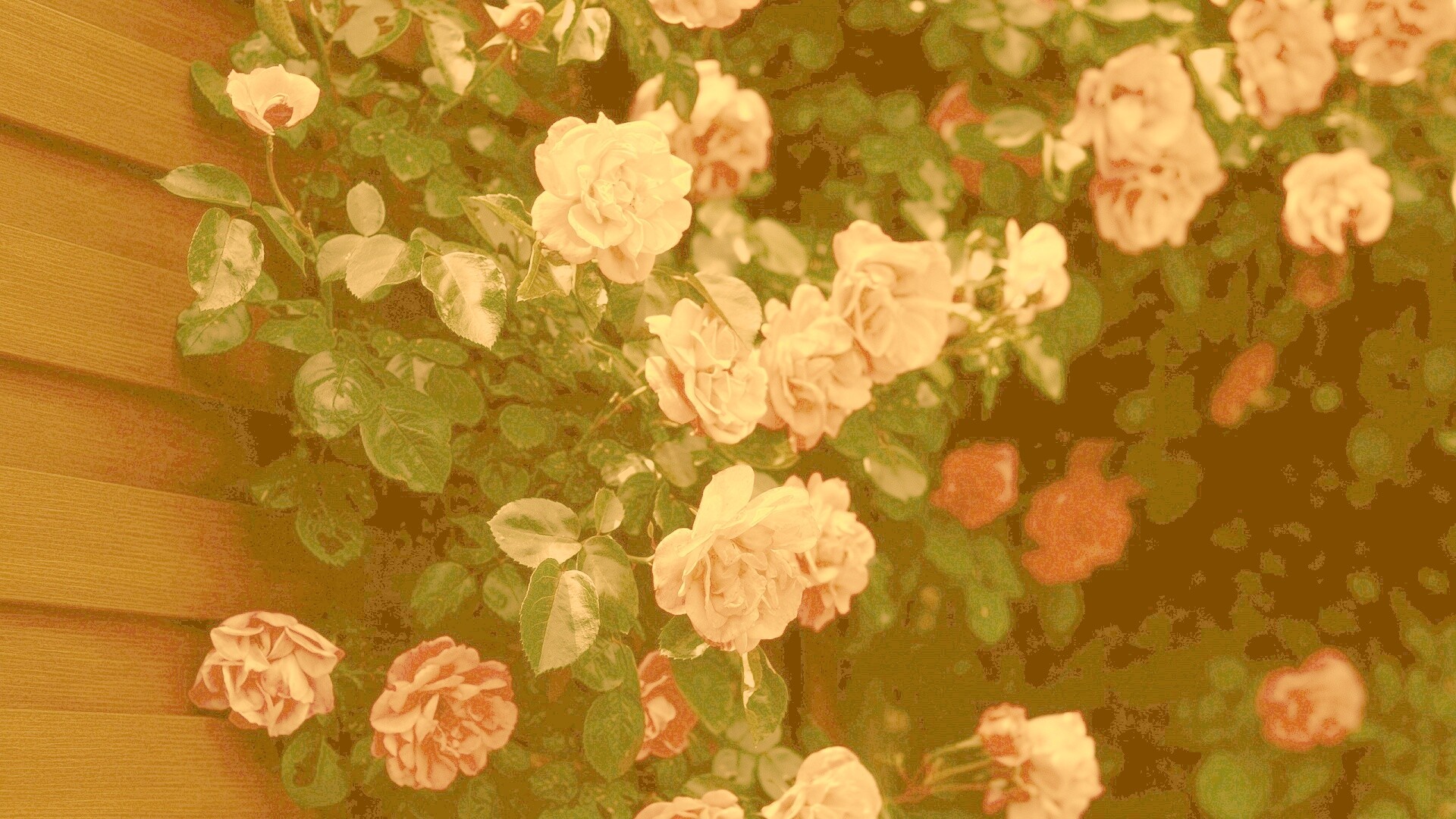 Розовый куст обои