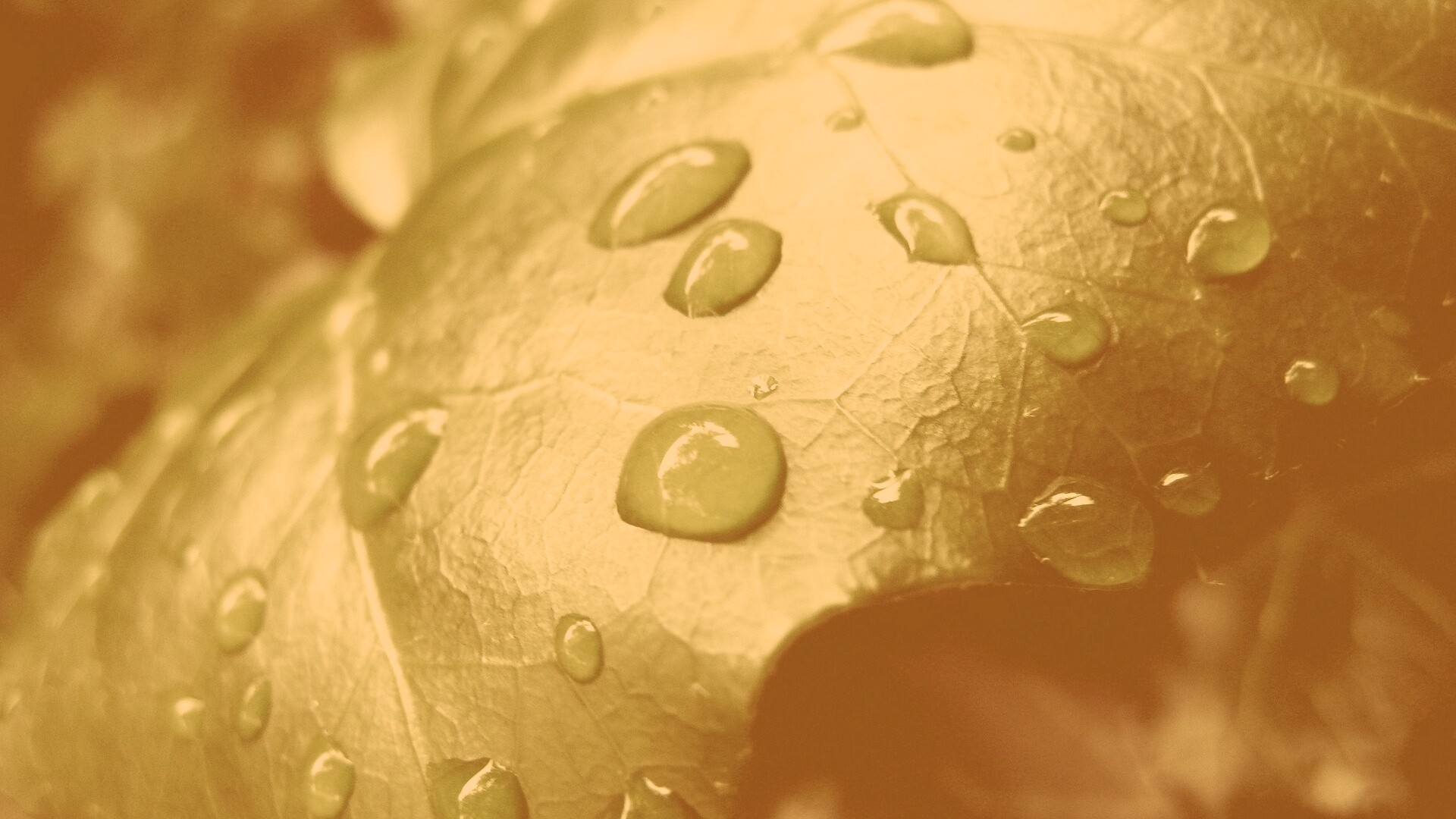 Капли росы на листе обои