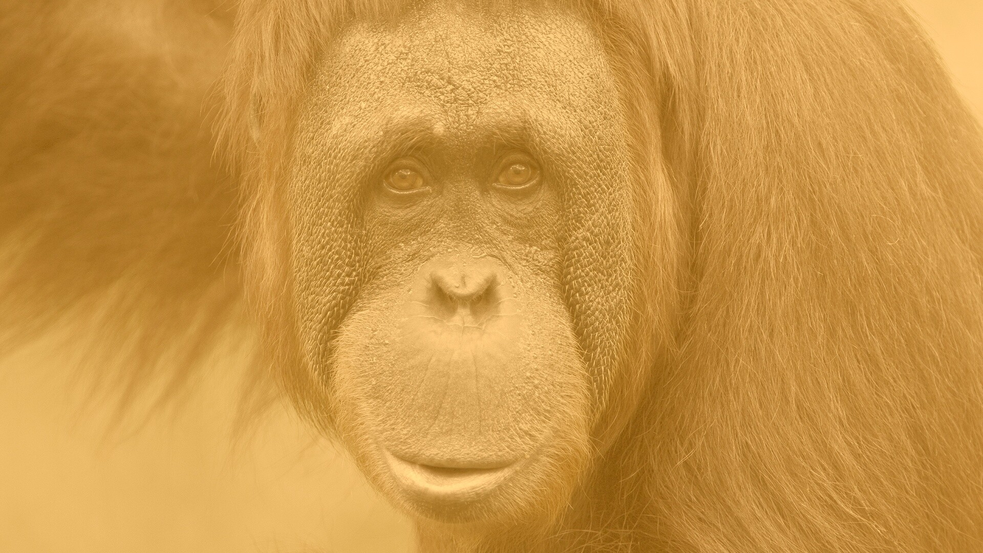 Орангутан обои