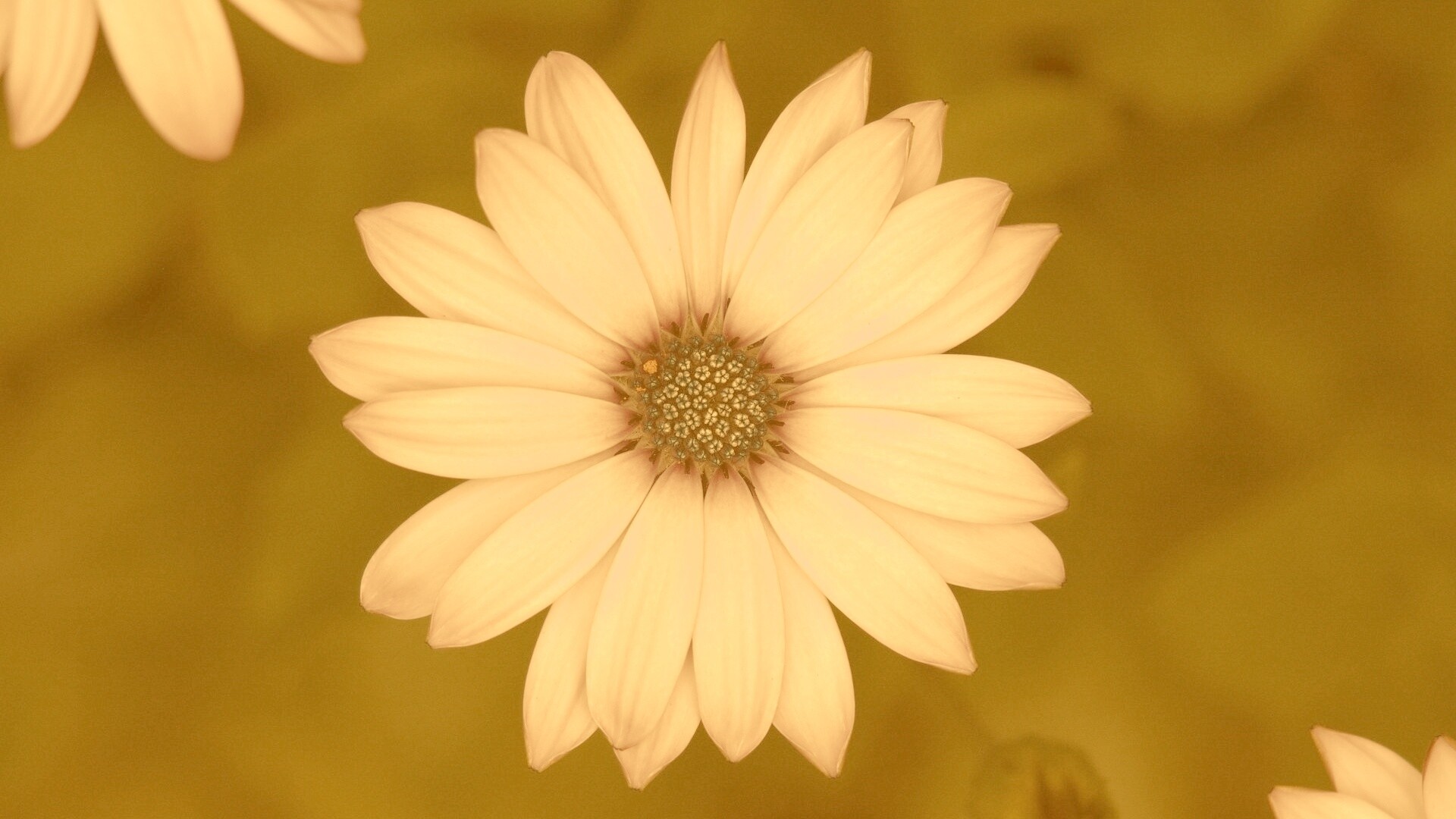 Макро фотография цветка обои