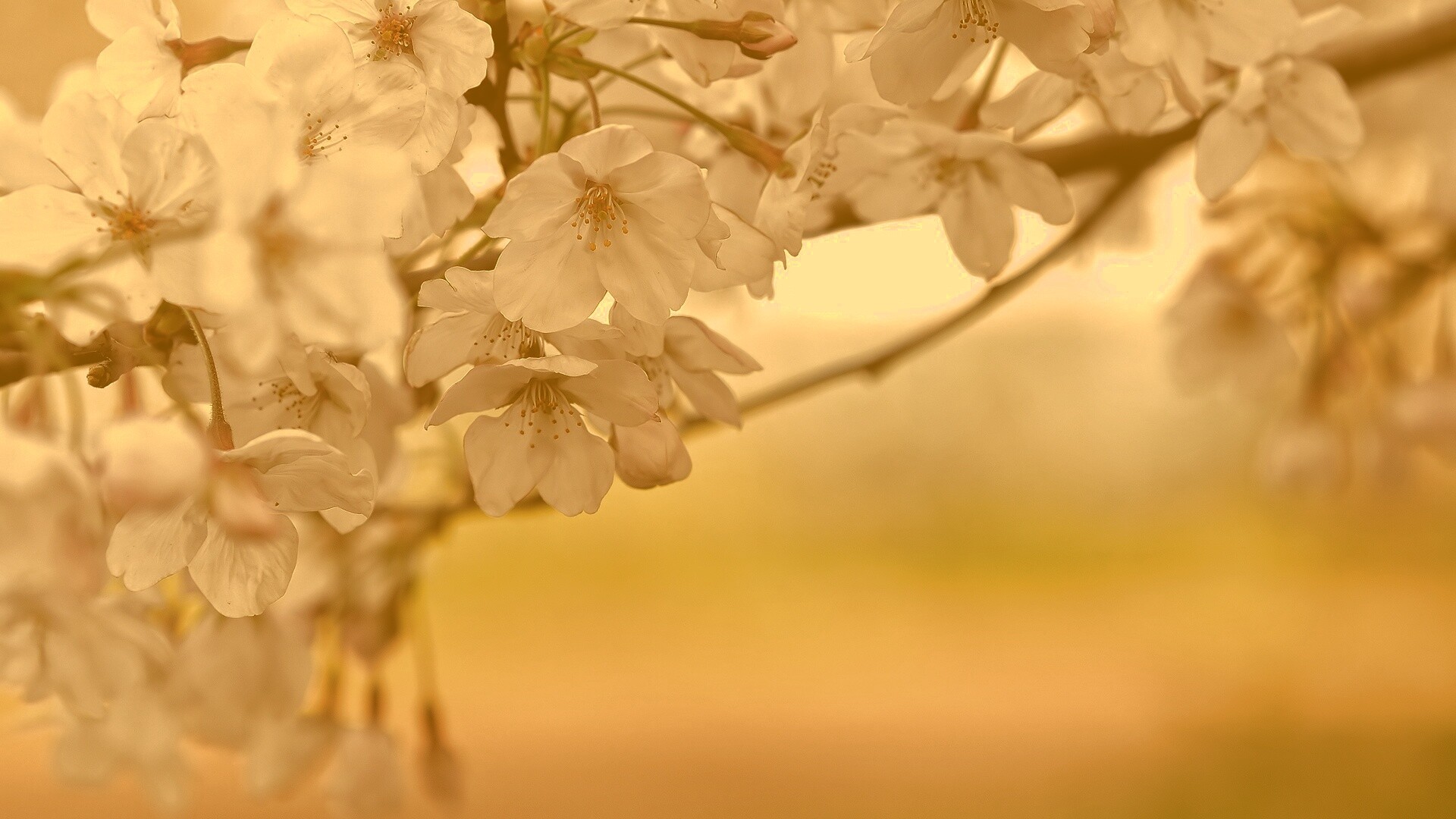 Цветение вишни обои