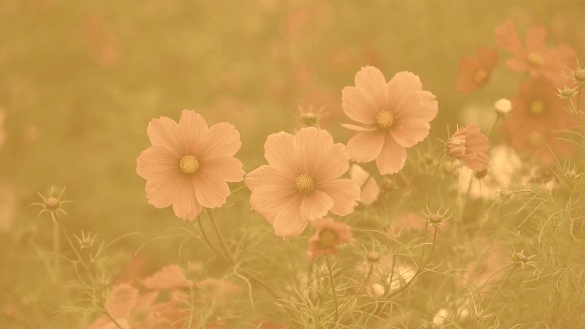 Яркие розовые цветы обои