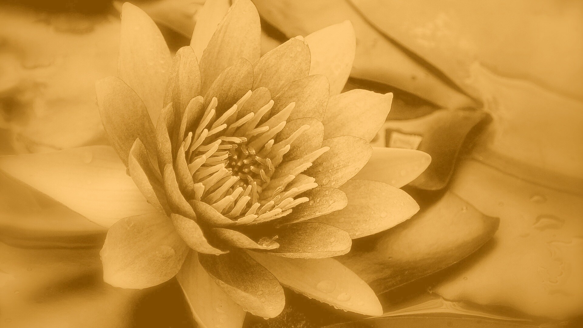 Кувшинка обои