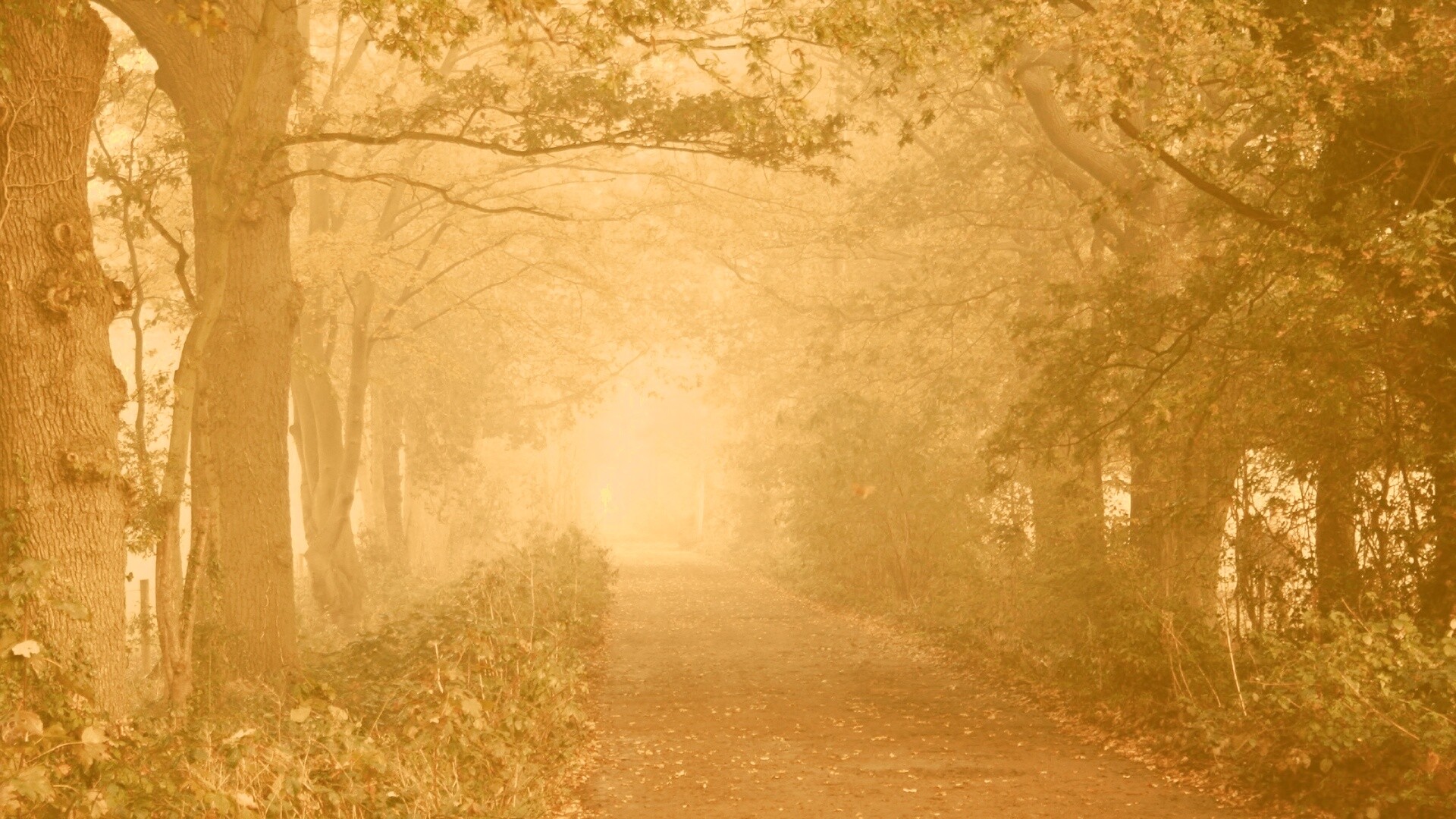 Парковая дорожка обои