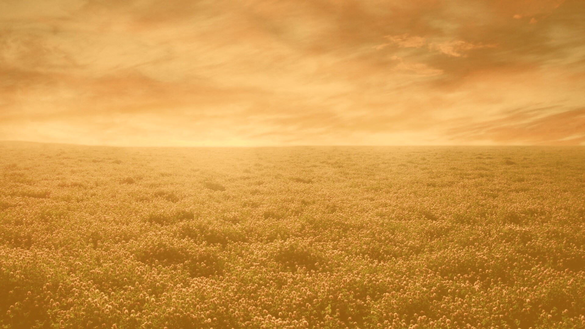 Закатное небо над цветочным полем обои