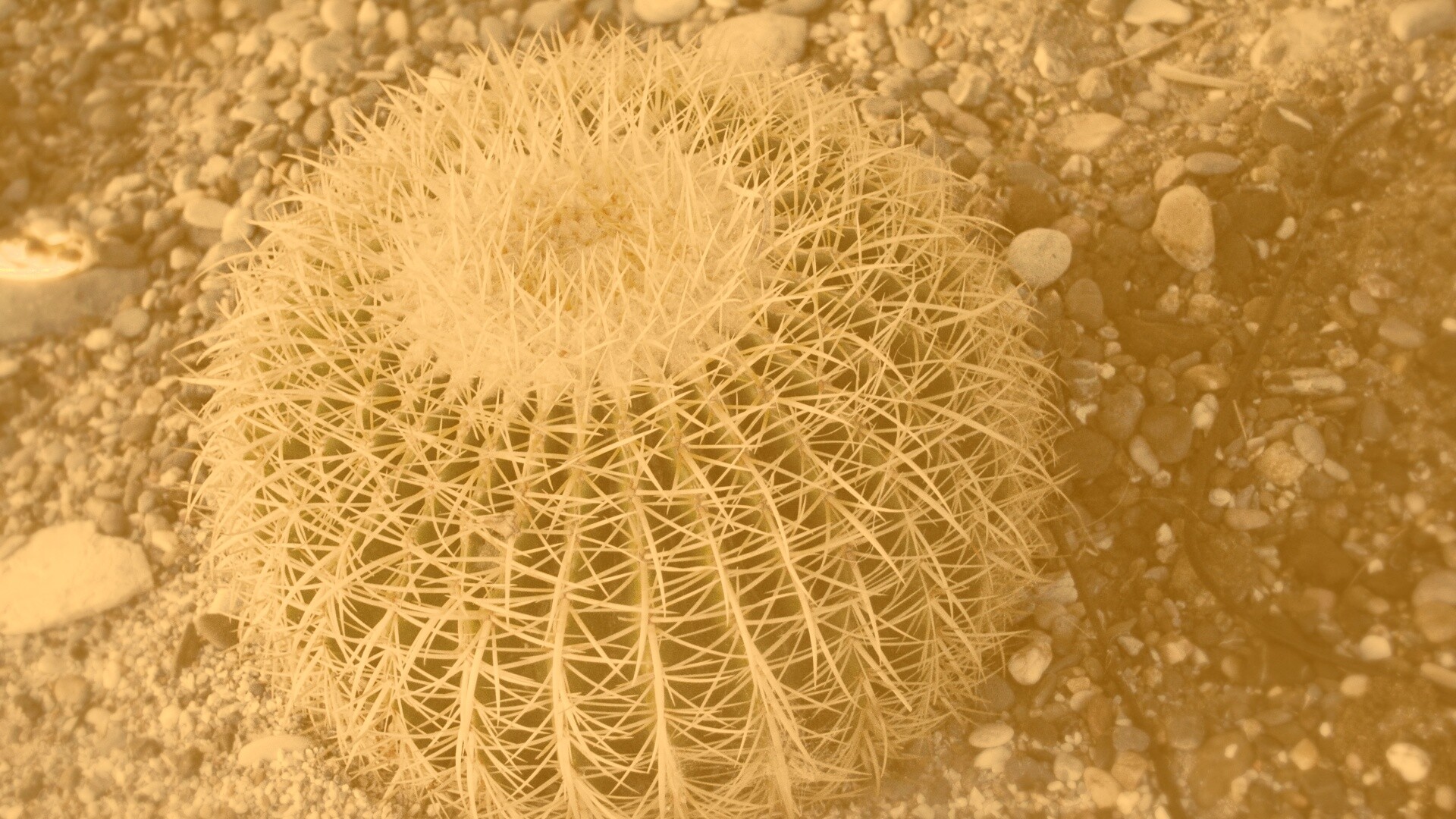 Круглый кактус обои