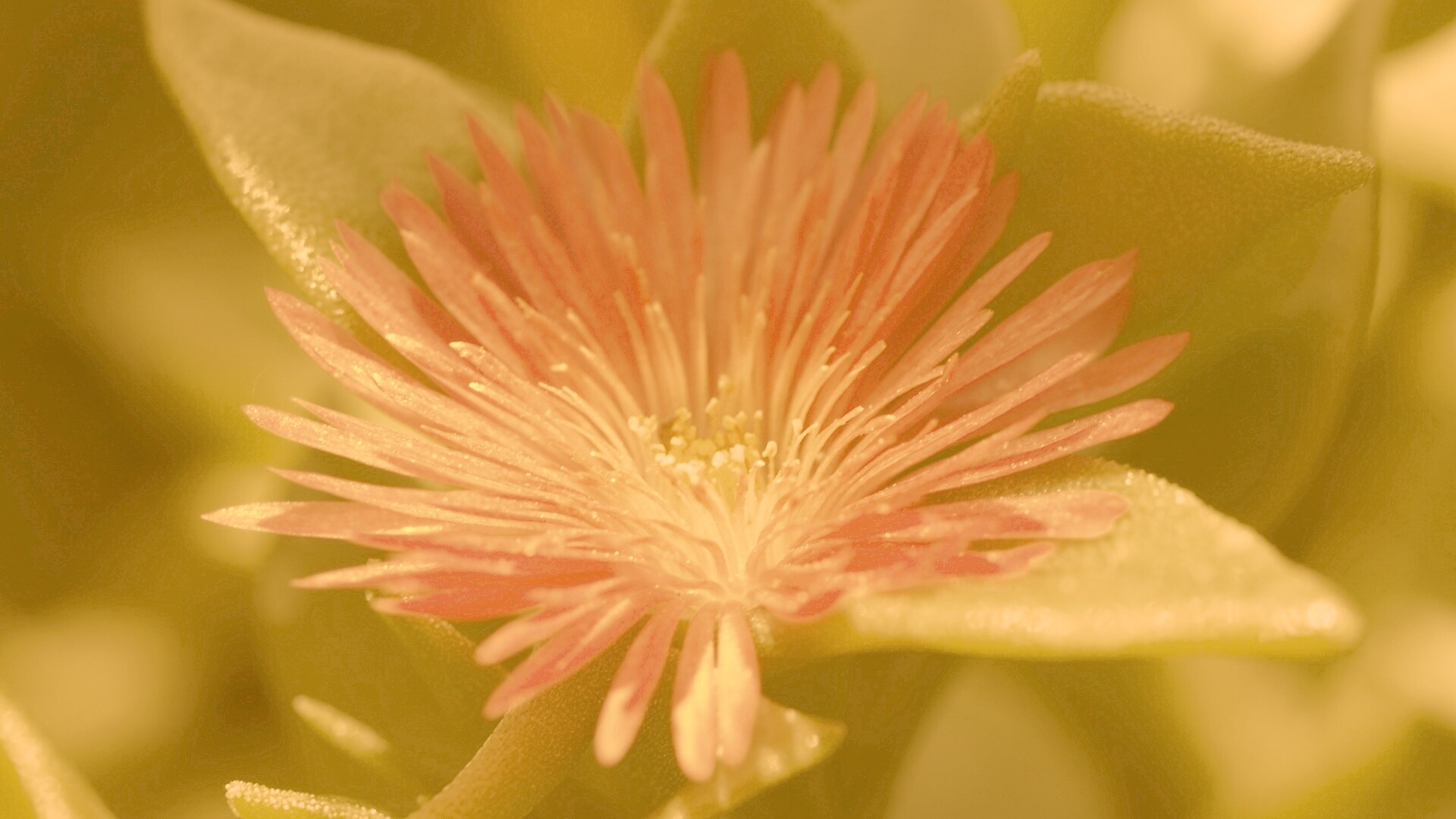 Чудесный цветок обои