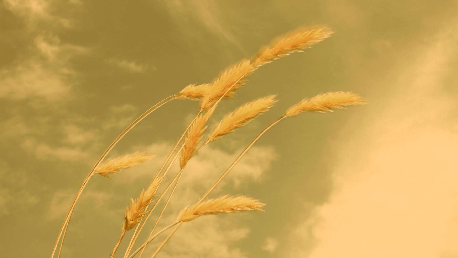 Колосья обои