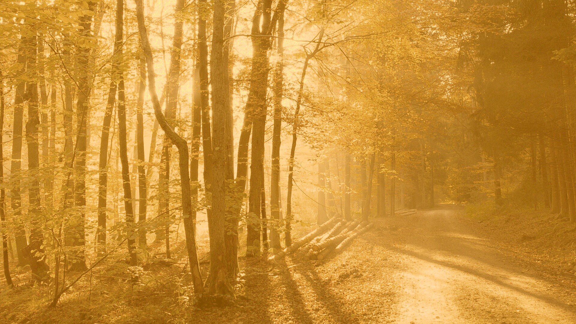 Дорога вдоль просеки в осеннем лесу обои