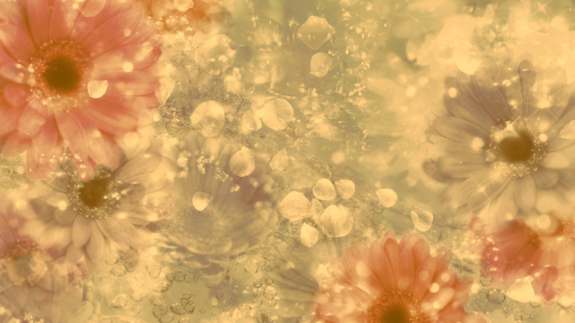 Цветочная эйфория обои