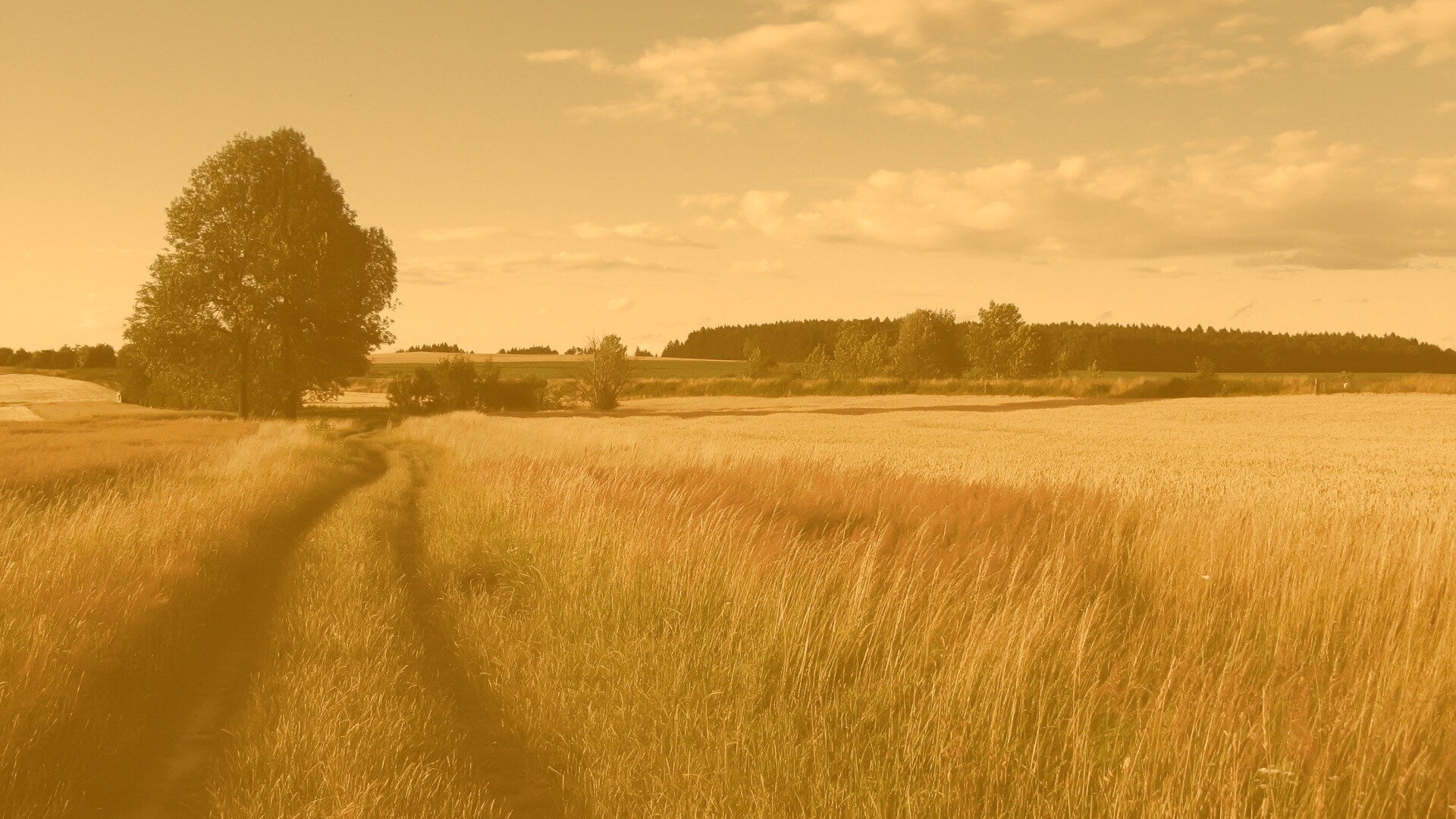 Колея в поле обои