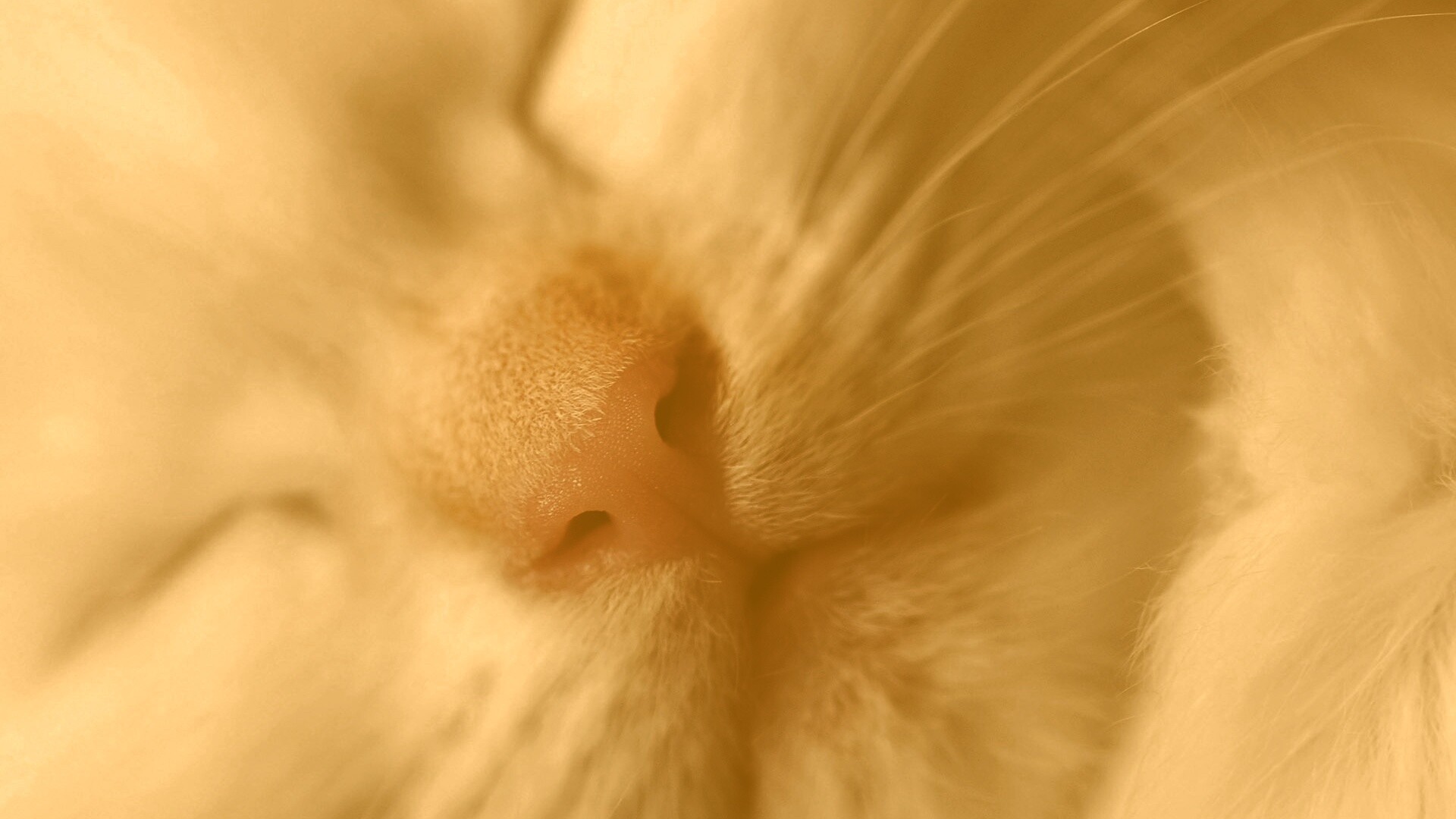 Кошачья мордочка обои