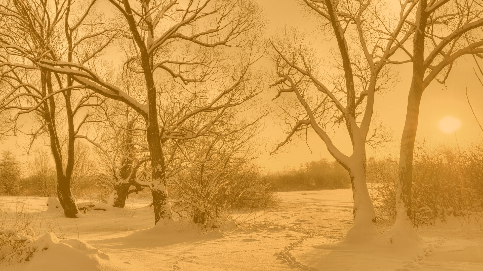Солнечный свет в зимнем лесу обои