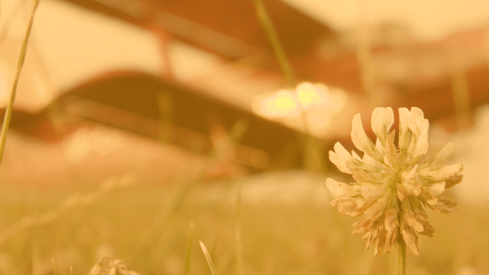 Цветок и красный самолет обои