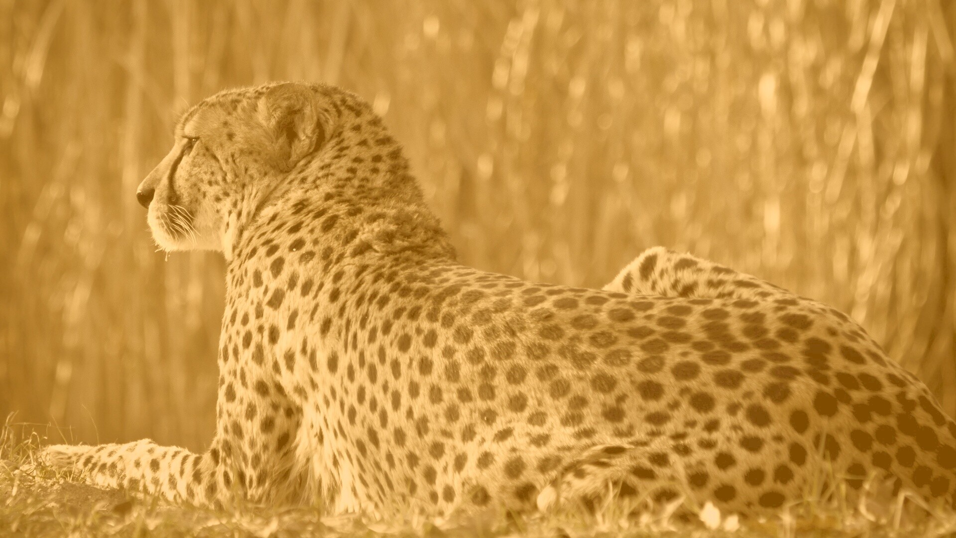 Гепард обои